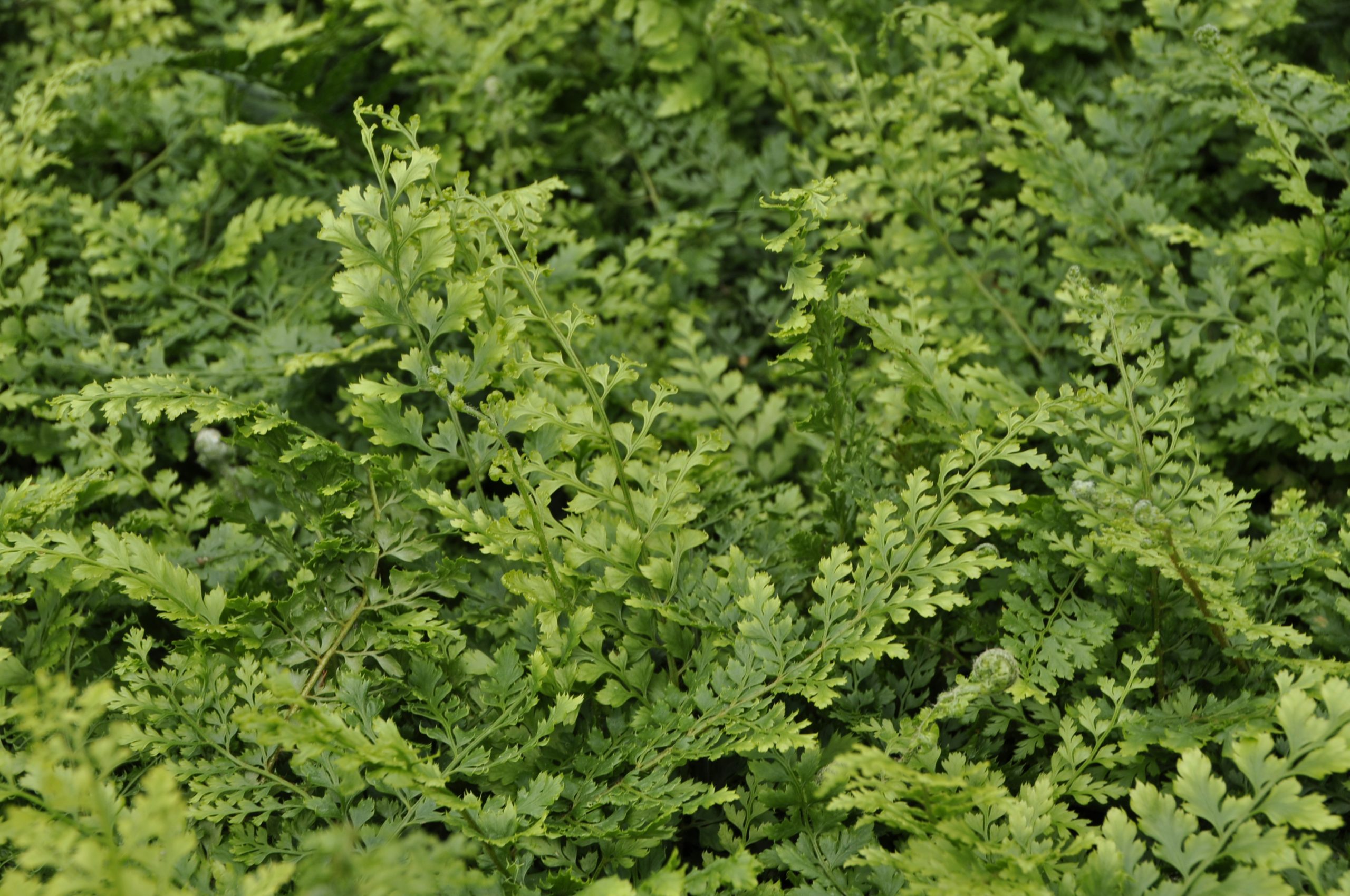 8072_polystichum_setiferum_herrenhausen_BG_001.jpg