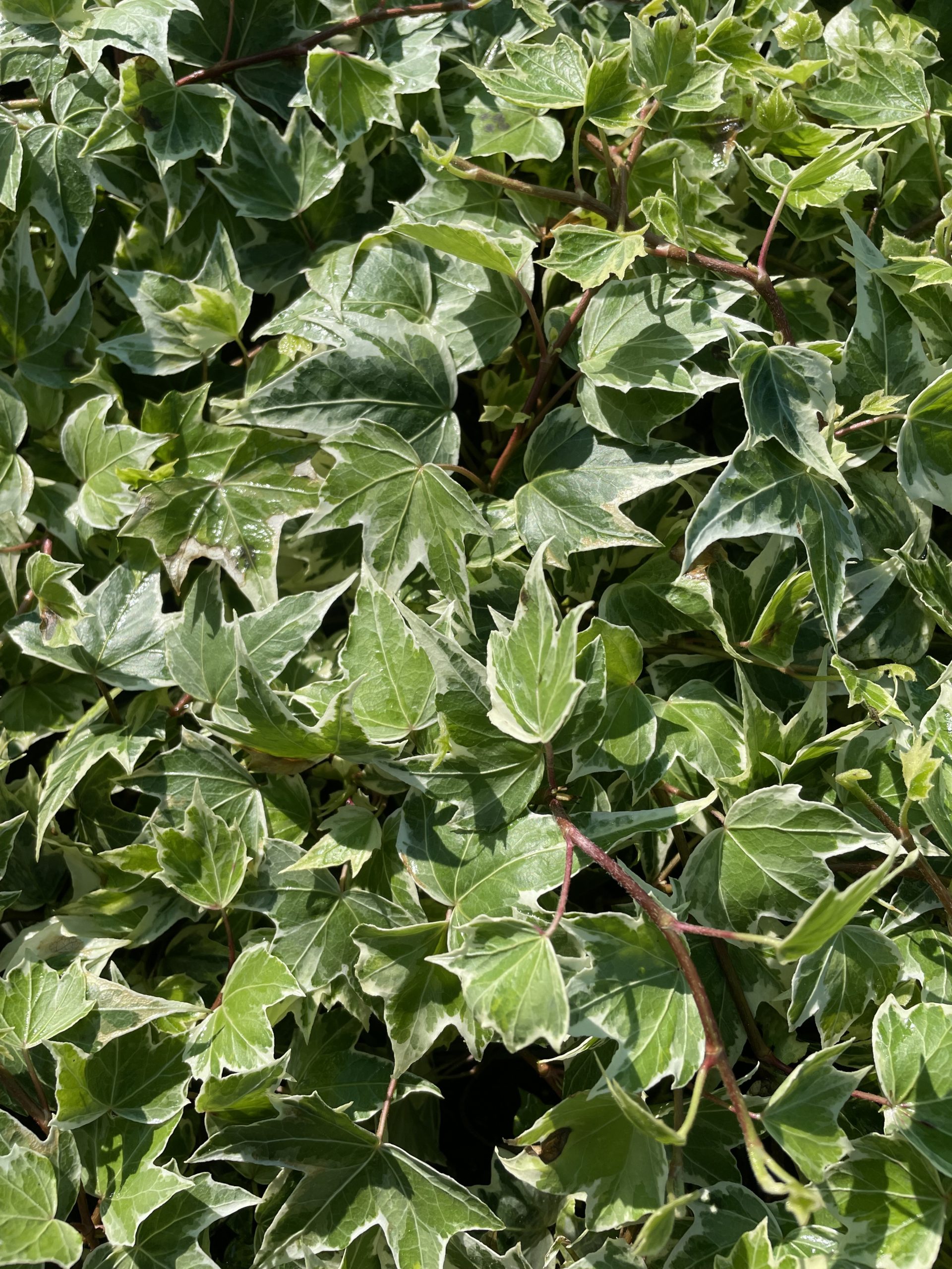 9362_hedera_helix_glacier_BG_001.jpg