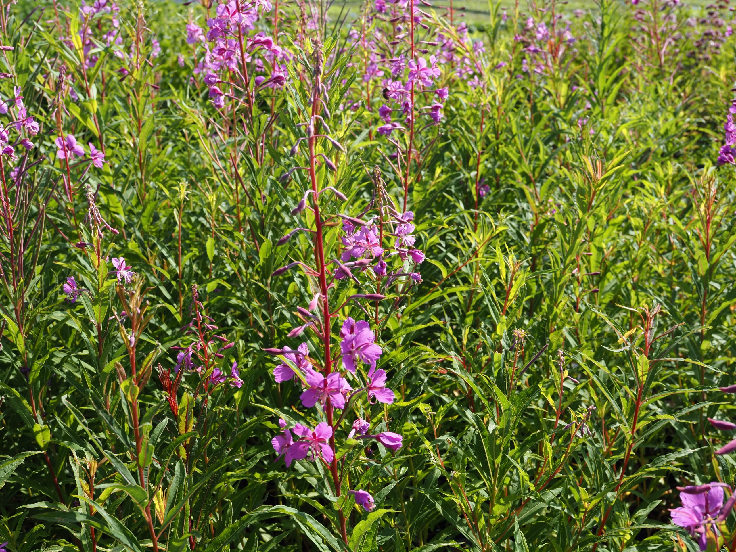 9838_epilobium_angustifolium_BG_001.jpg