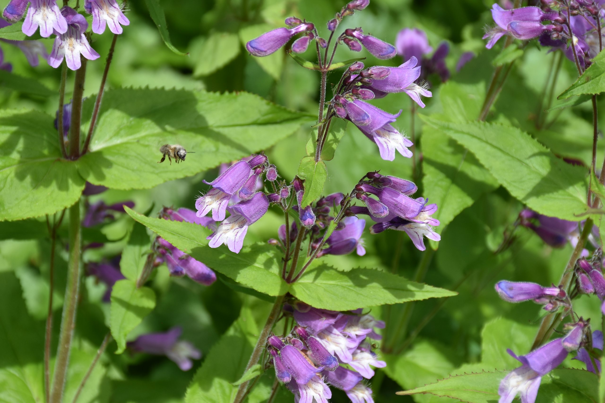 12078_penstemon_smallii_XS_001.jpg