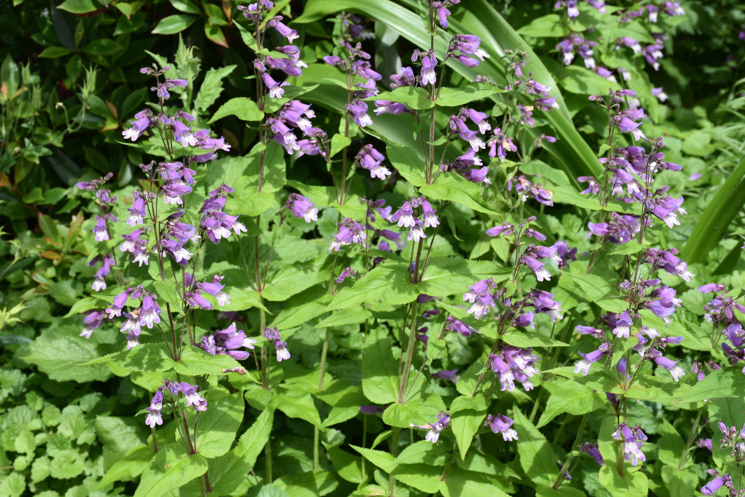 12079_penstemon_smallii_XS_002.jpg