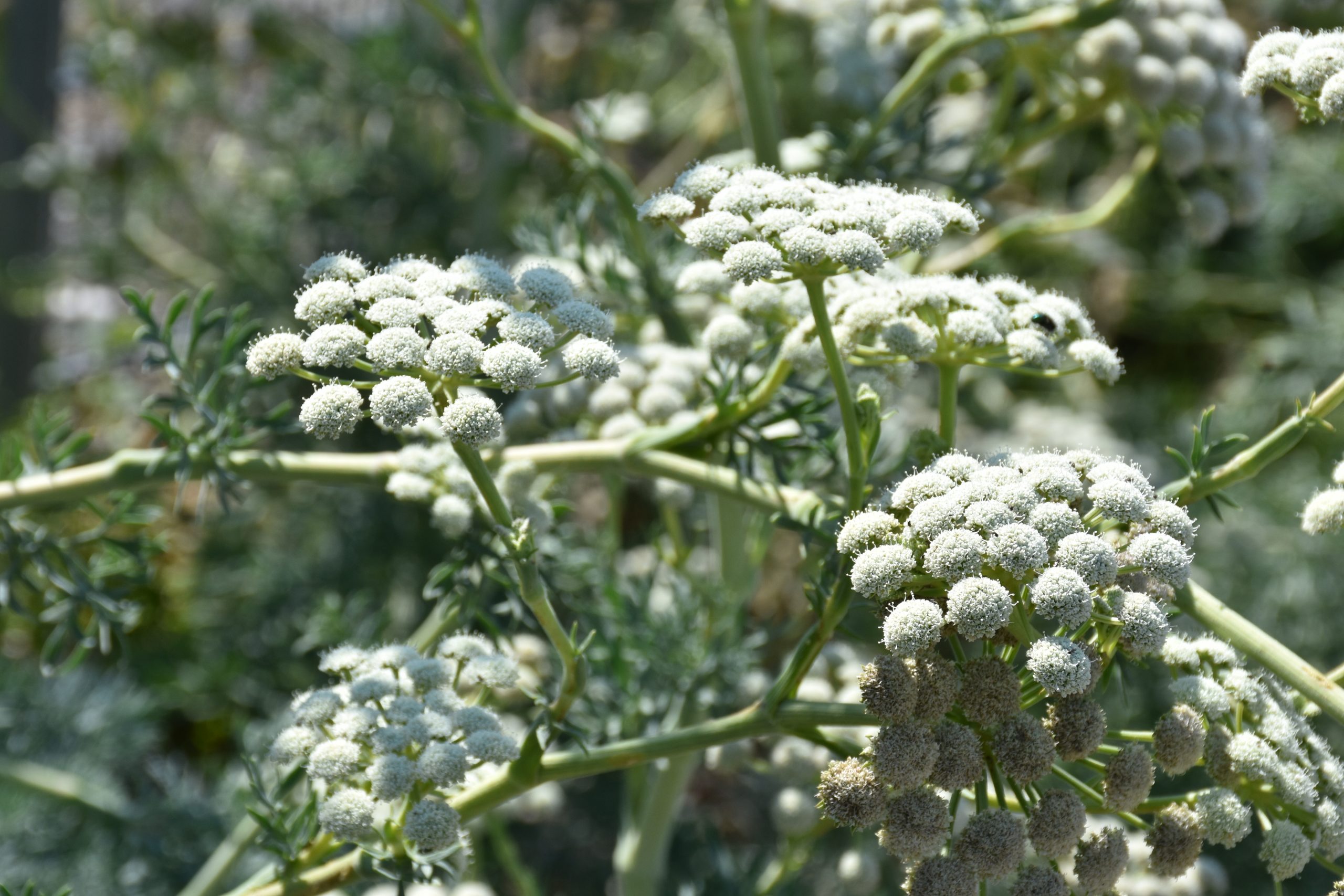 12242_seseli_gummiferum_XS_006.jpg