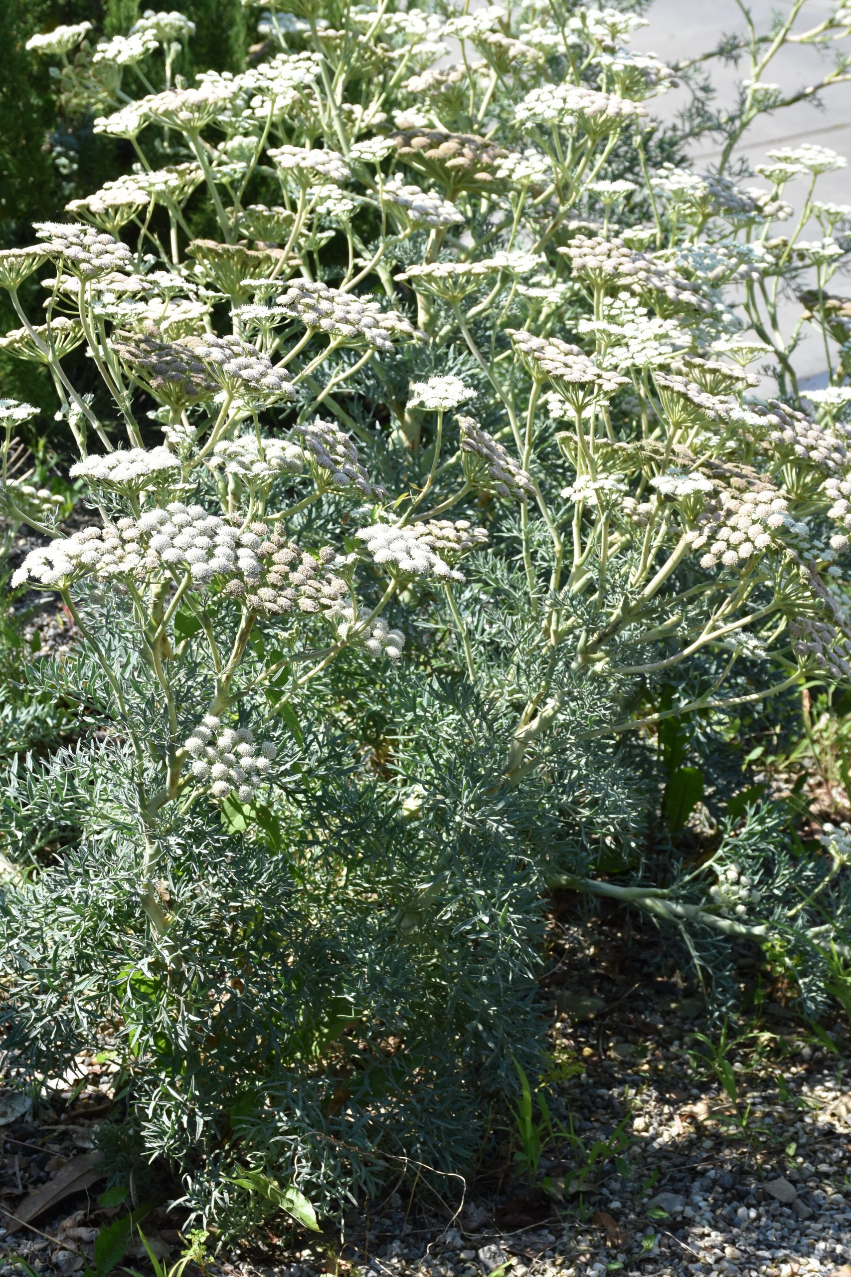 12243_seseli_gummiferum_XS_007.jpg