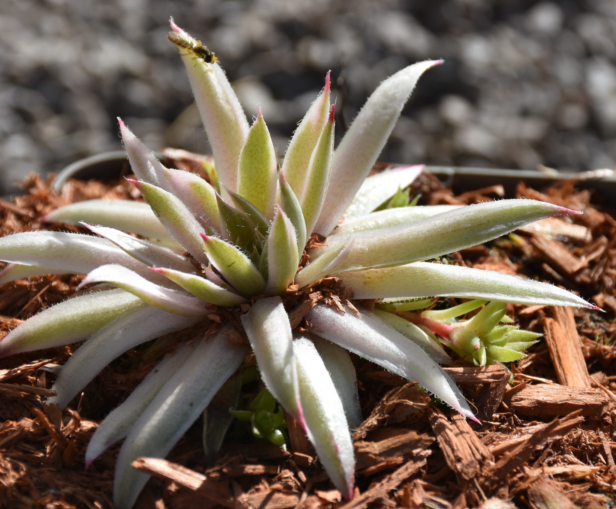 13285_sempervivum_cult_capricorn_XS_001.jpg