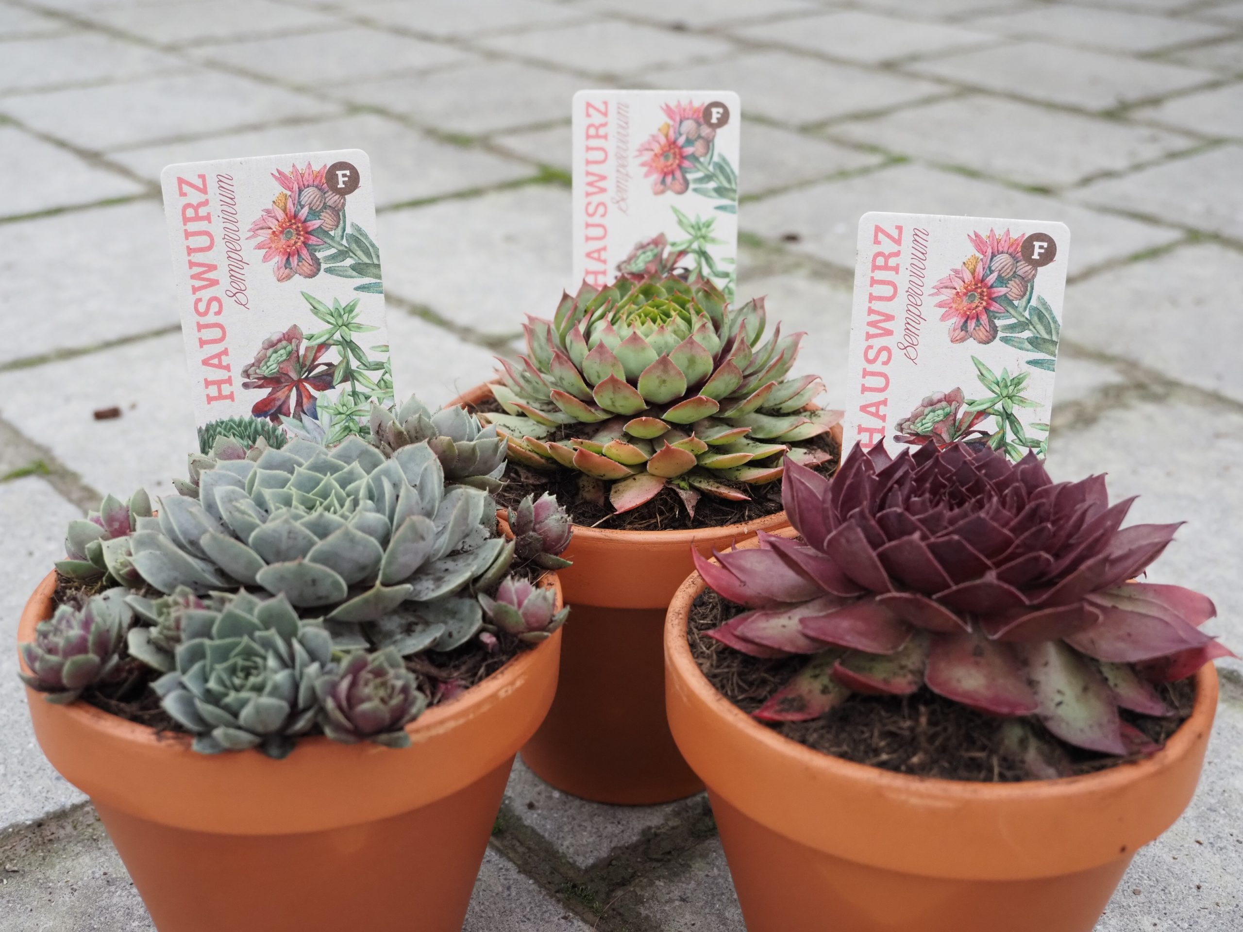 13353_sempervivum_cult_BG_003.jpg