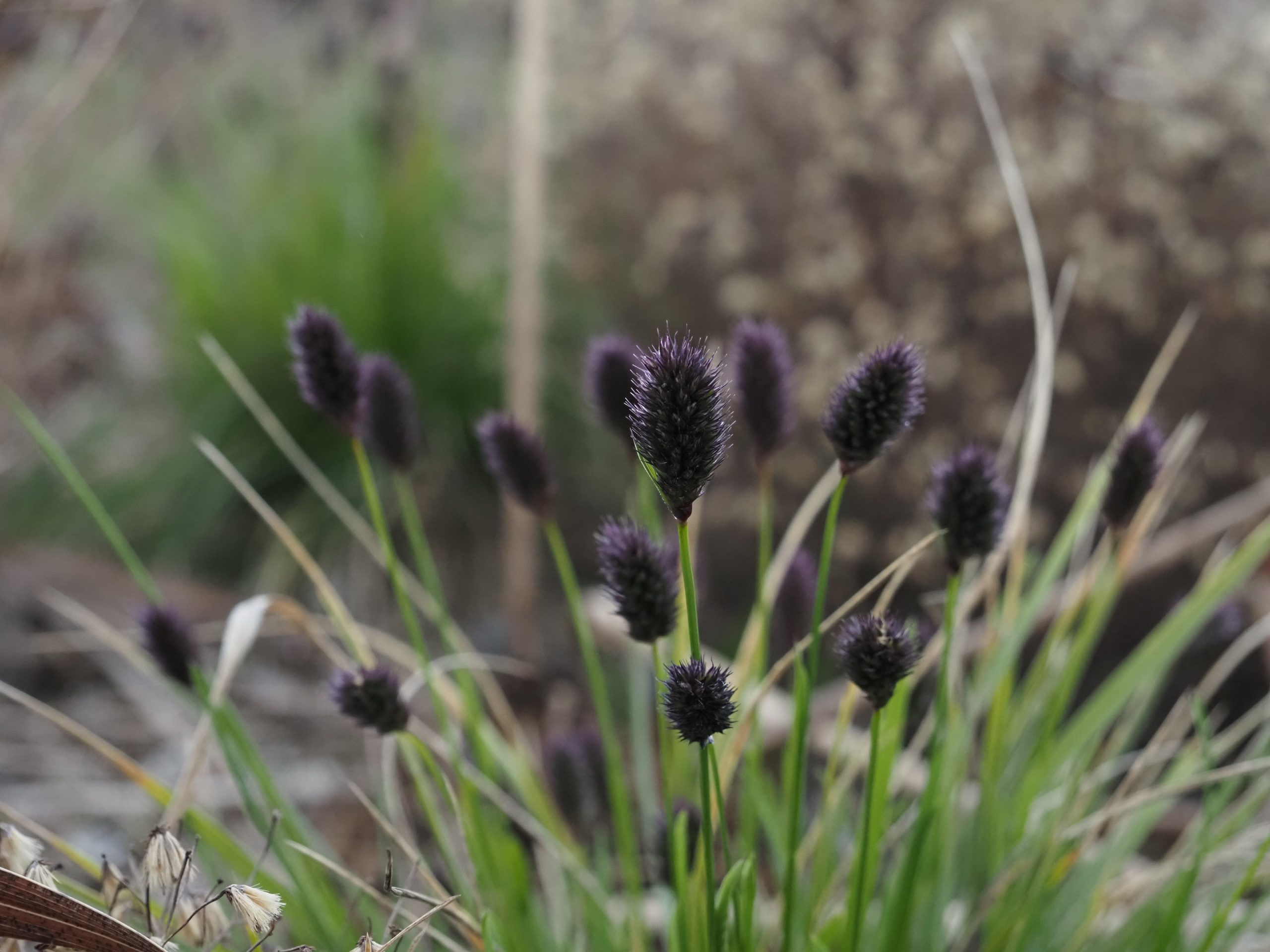 13366_sesleria_heufleriana_BG_002.jpg