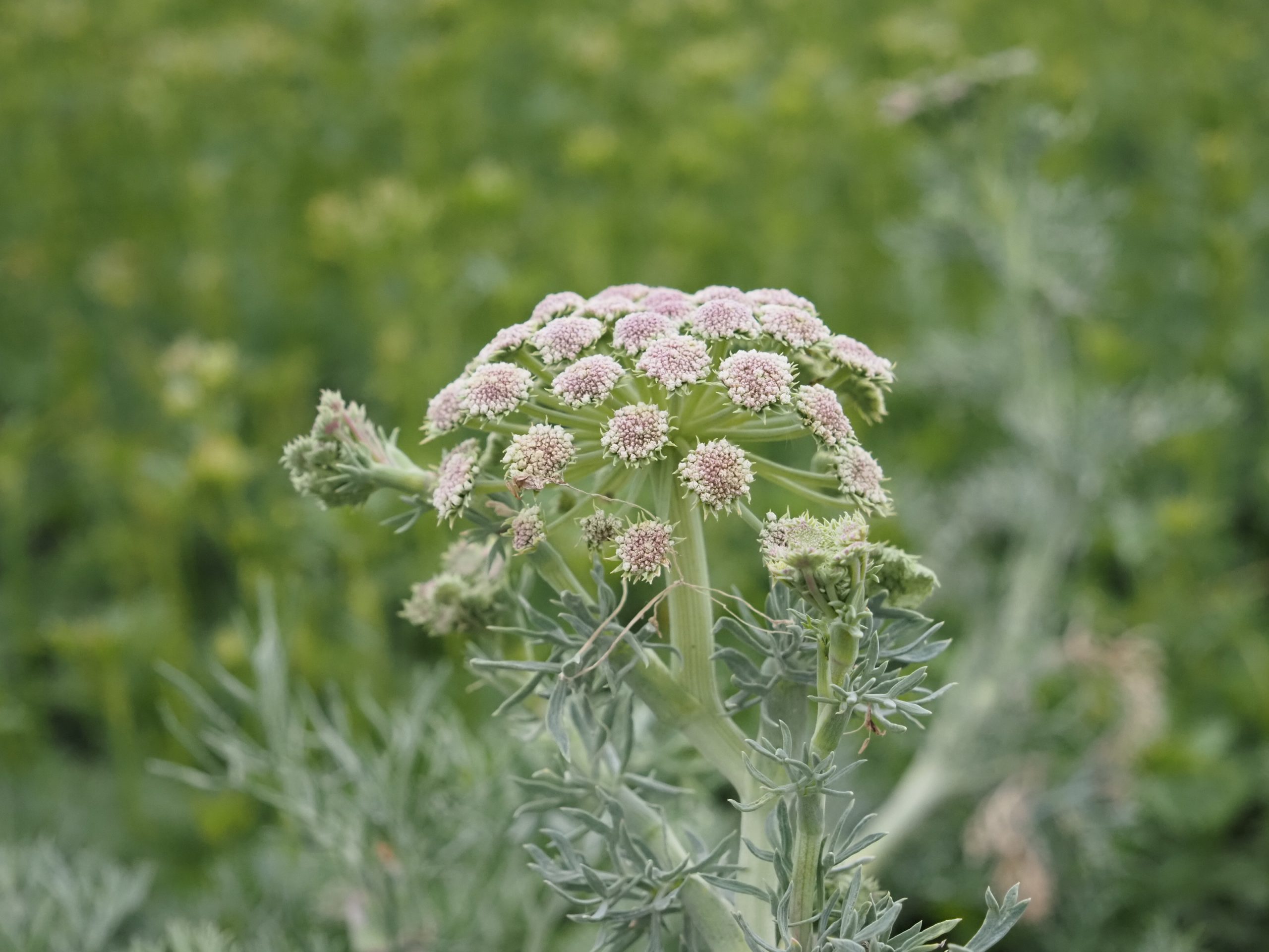 13383_seseli_gummiferum_BG_008.jpg