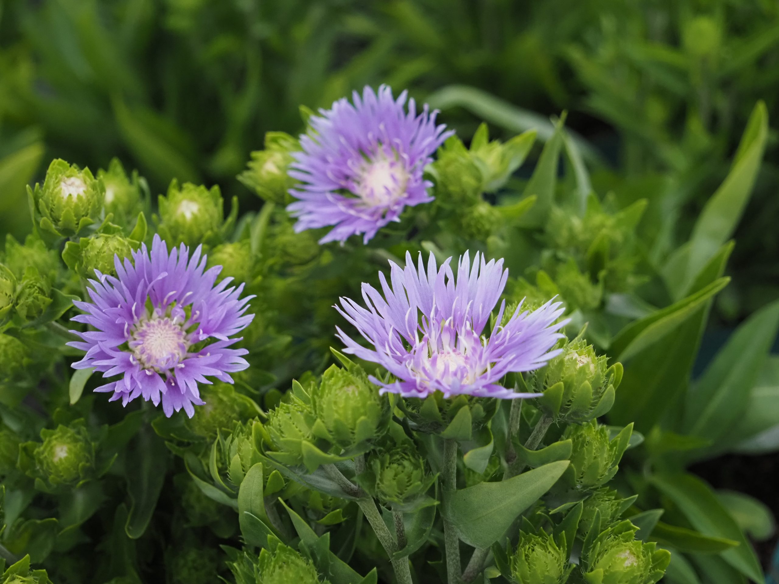13385_stokesia_laevis_mels_blue_BG_002.jpg