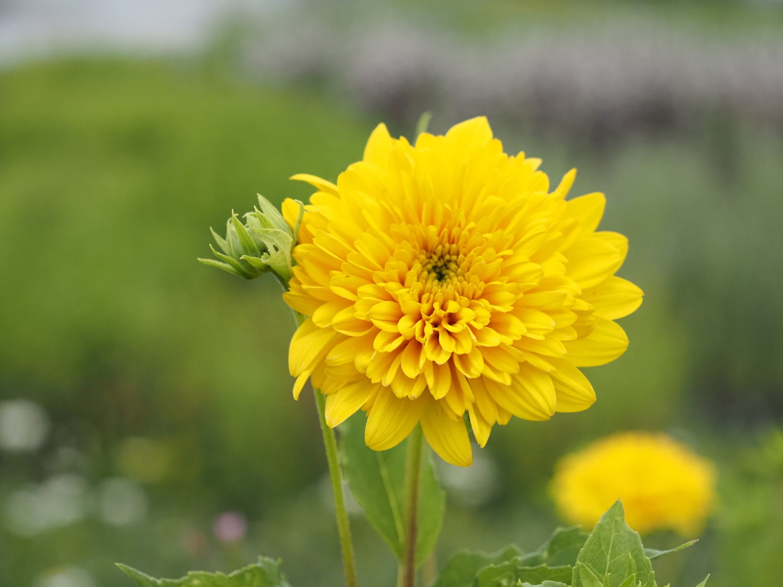 13394_helianthus_decapet_soleil_dor_BG_004.jpg