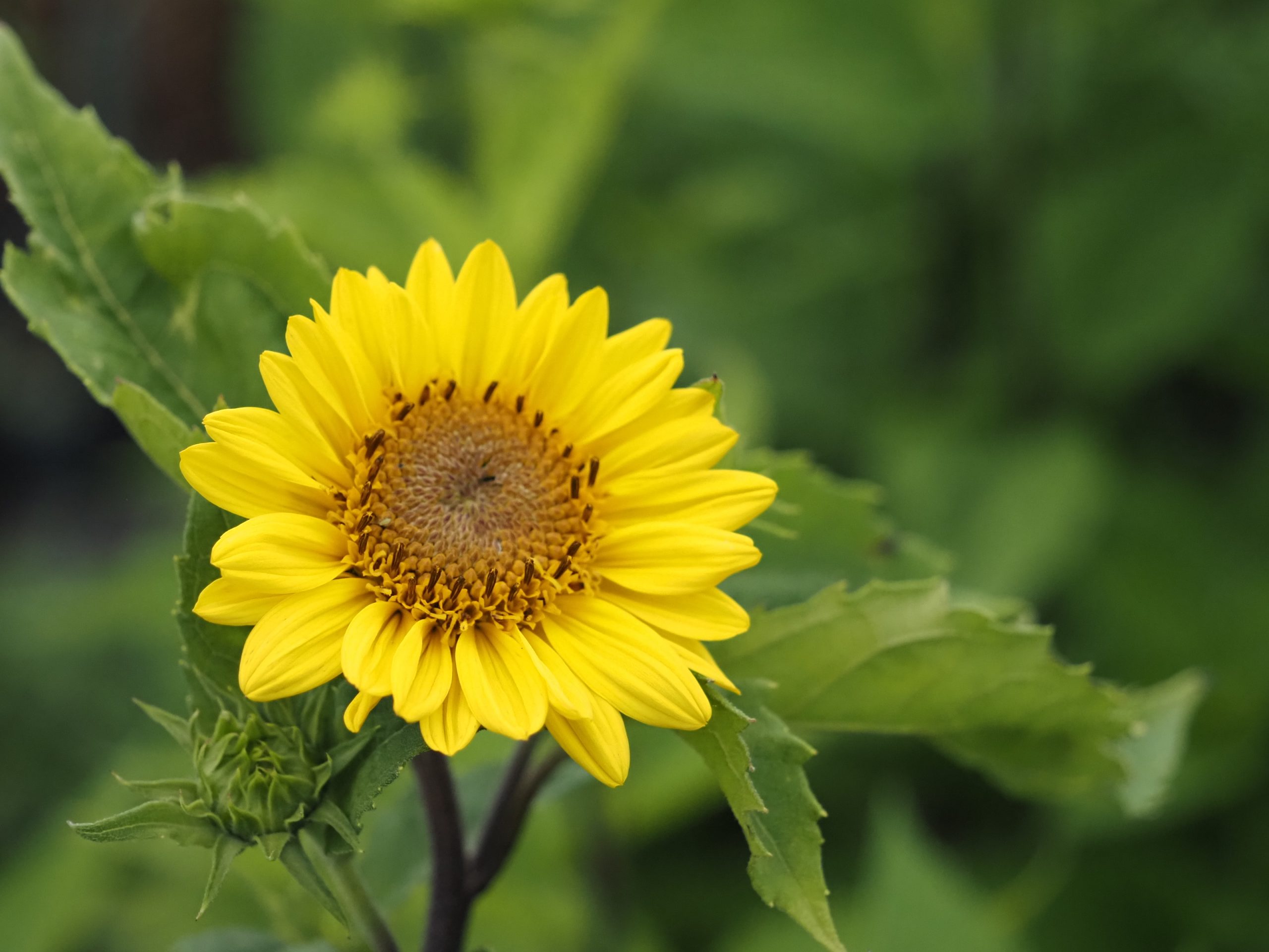 13395_helianthus_decapet_triomphe_de_gand_BG_003.jpg