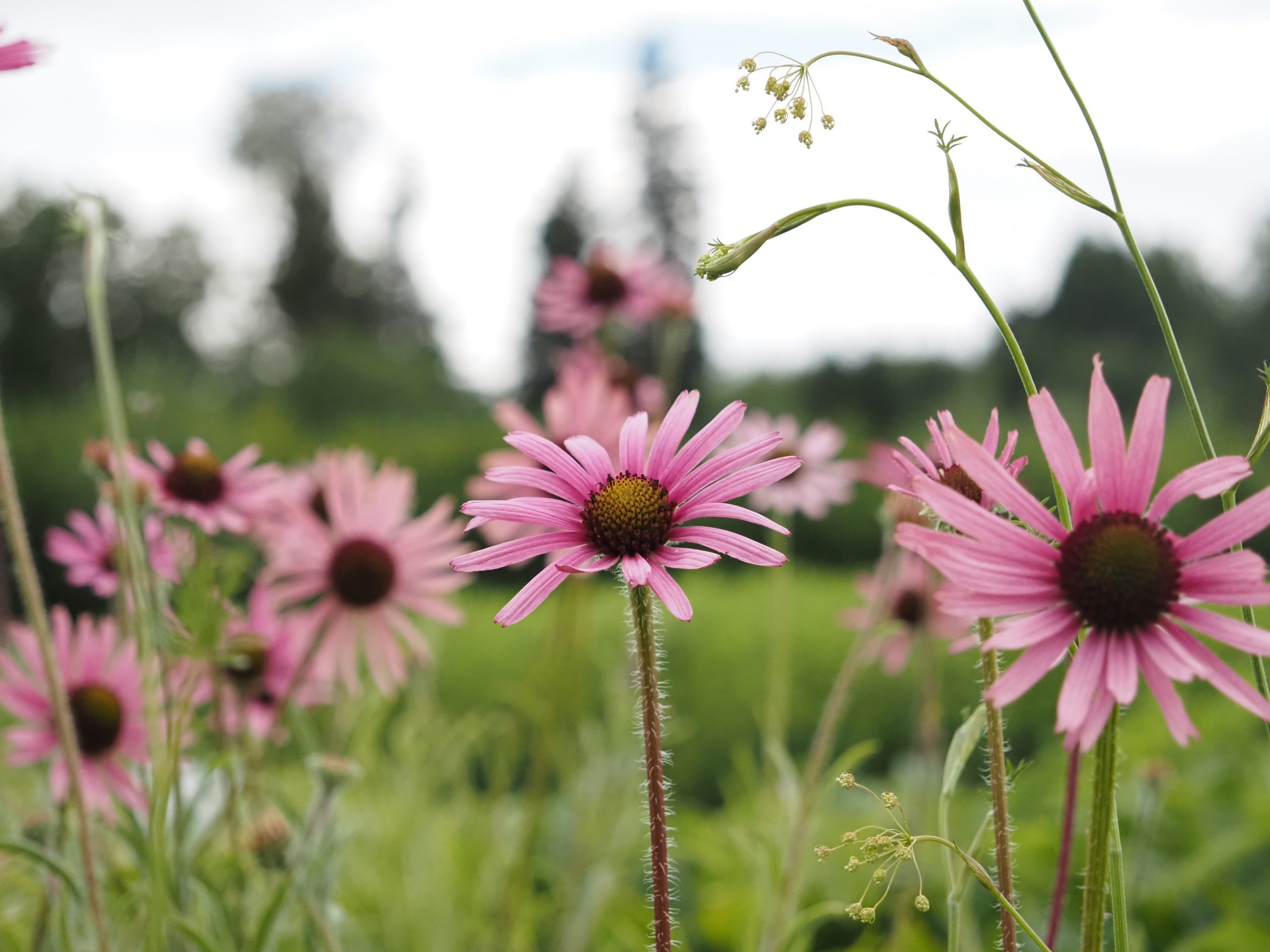 13397_echinacea_tennesseensis_rocky_top_BG_002.jpg