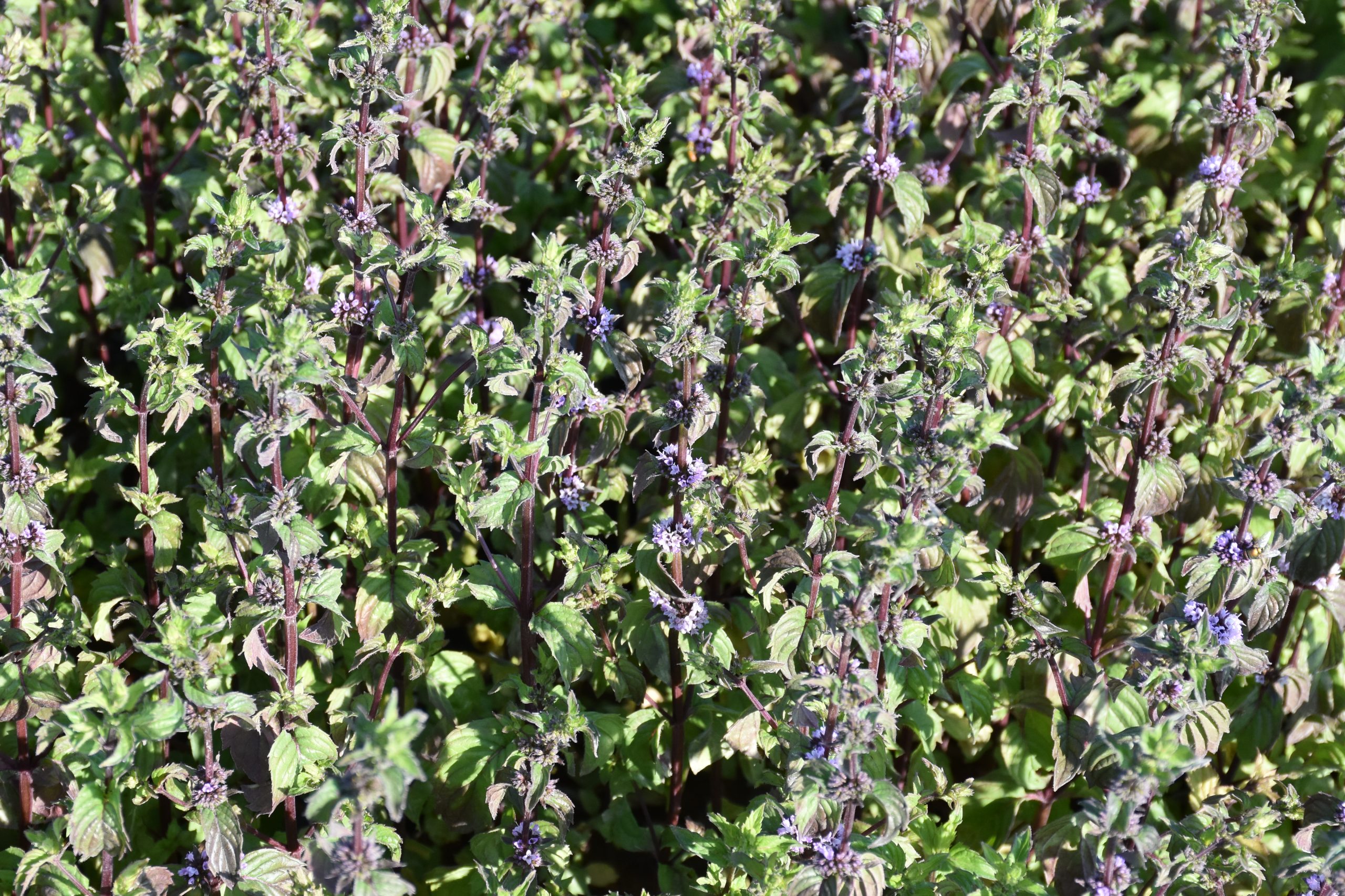 13415_mentha_austriaca_XS_001.jpg