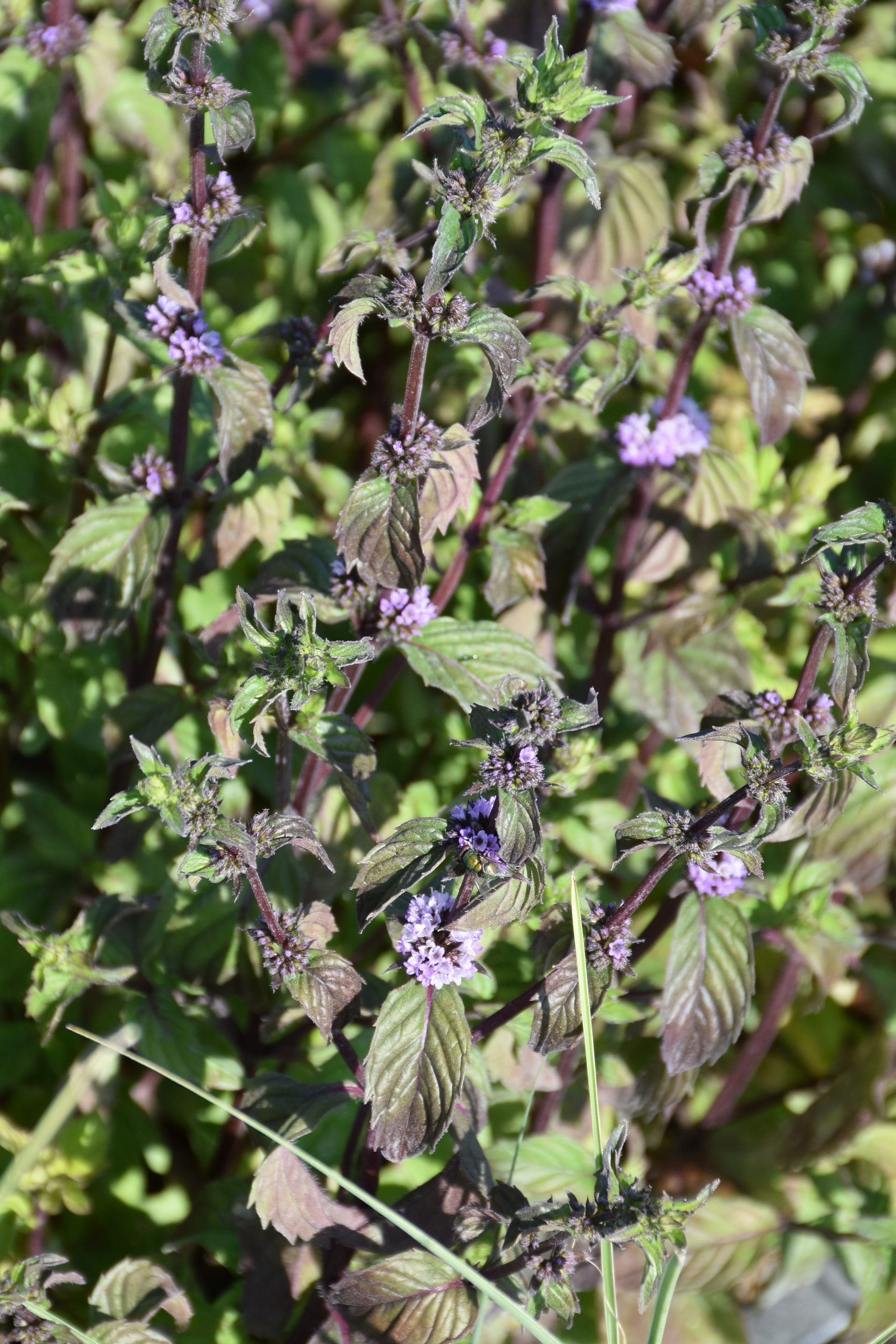 13416_mentha_austriaca_XS_002.jpg