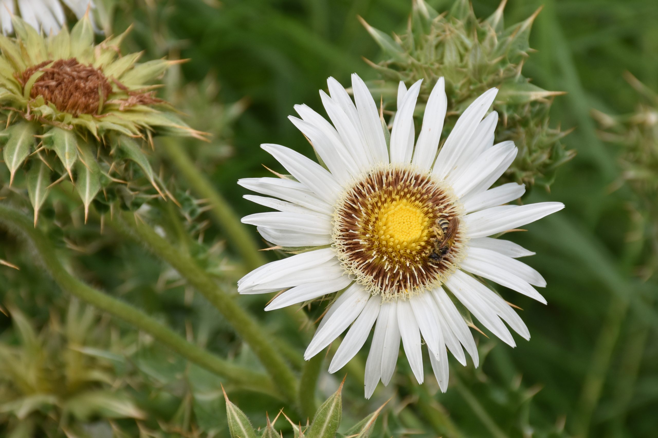 13417_berkheya_cirsiifolia_XS_006.jpg