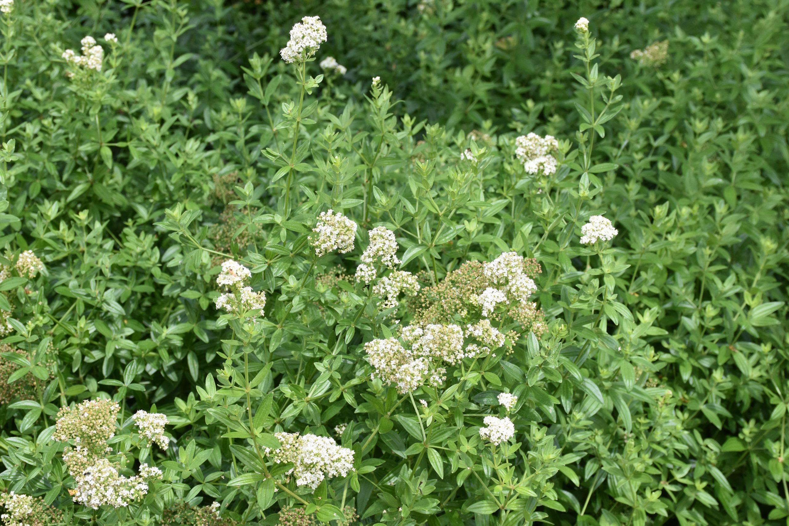 13418_galium_rubioides_XS_005.jpg