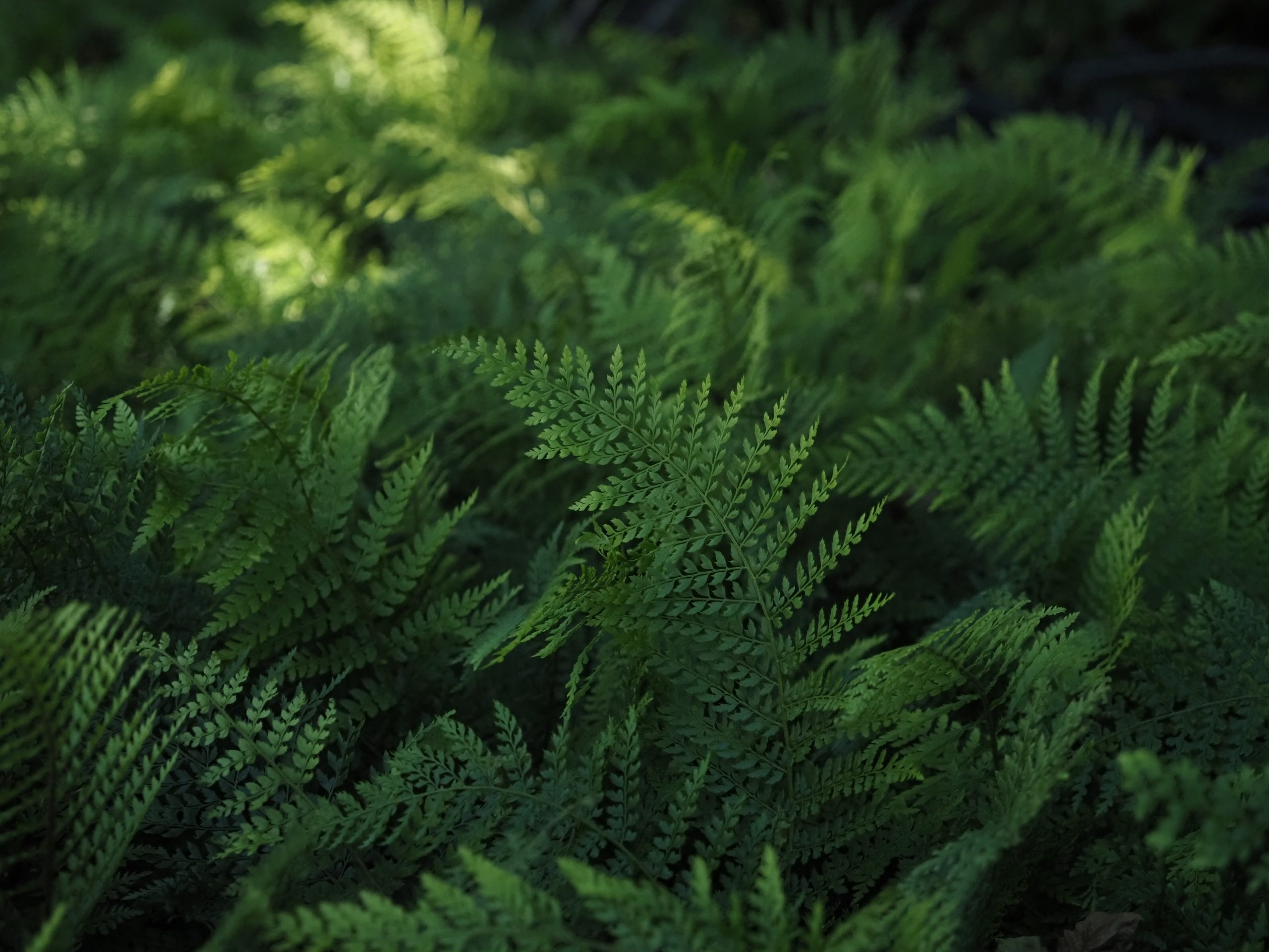 13434_polystichum_setif_herrenhausen_BG_003.jpg