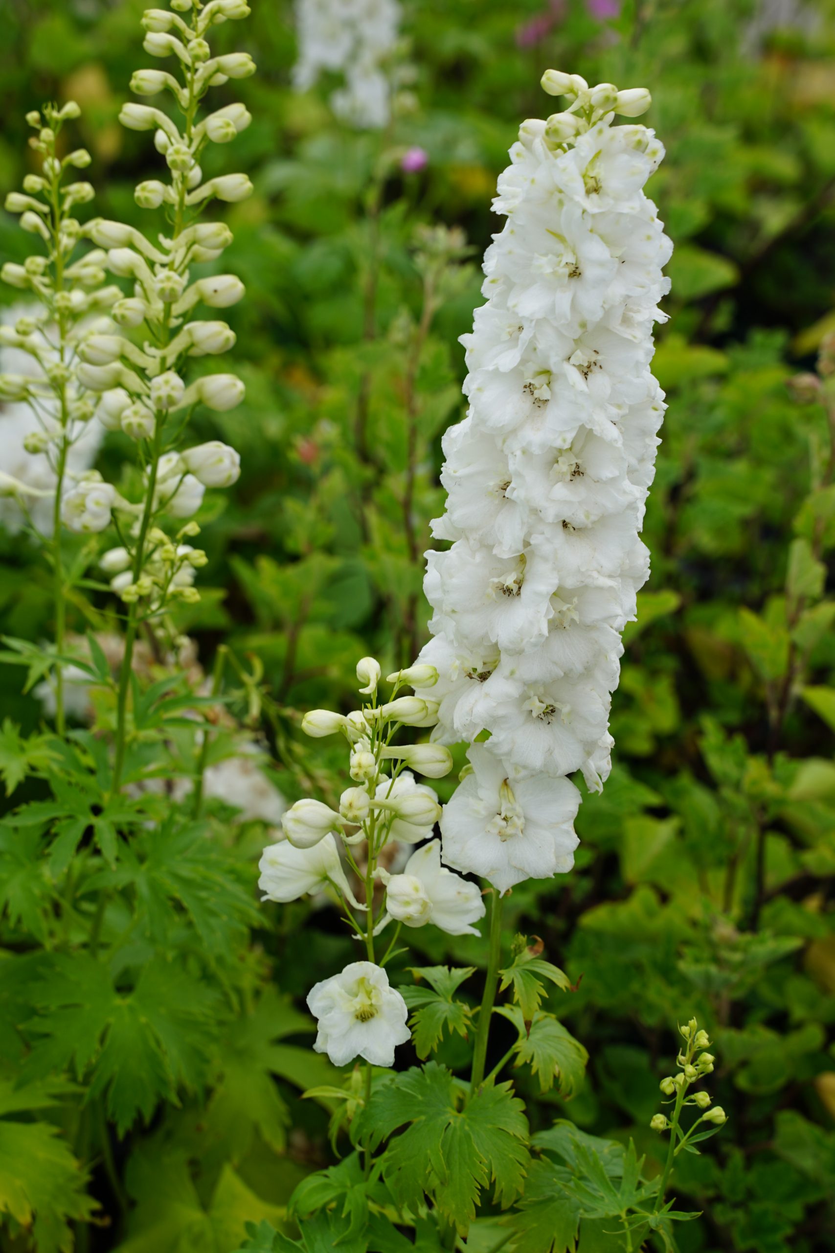 1463_delphinium_cultorum_galahad_SS_001.jpeg