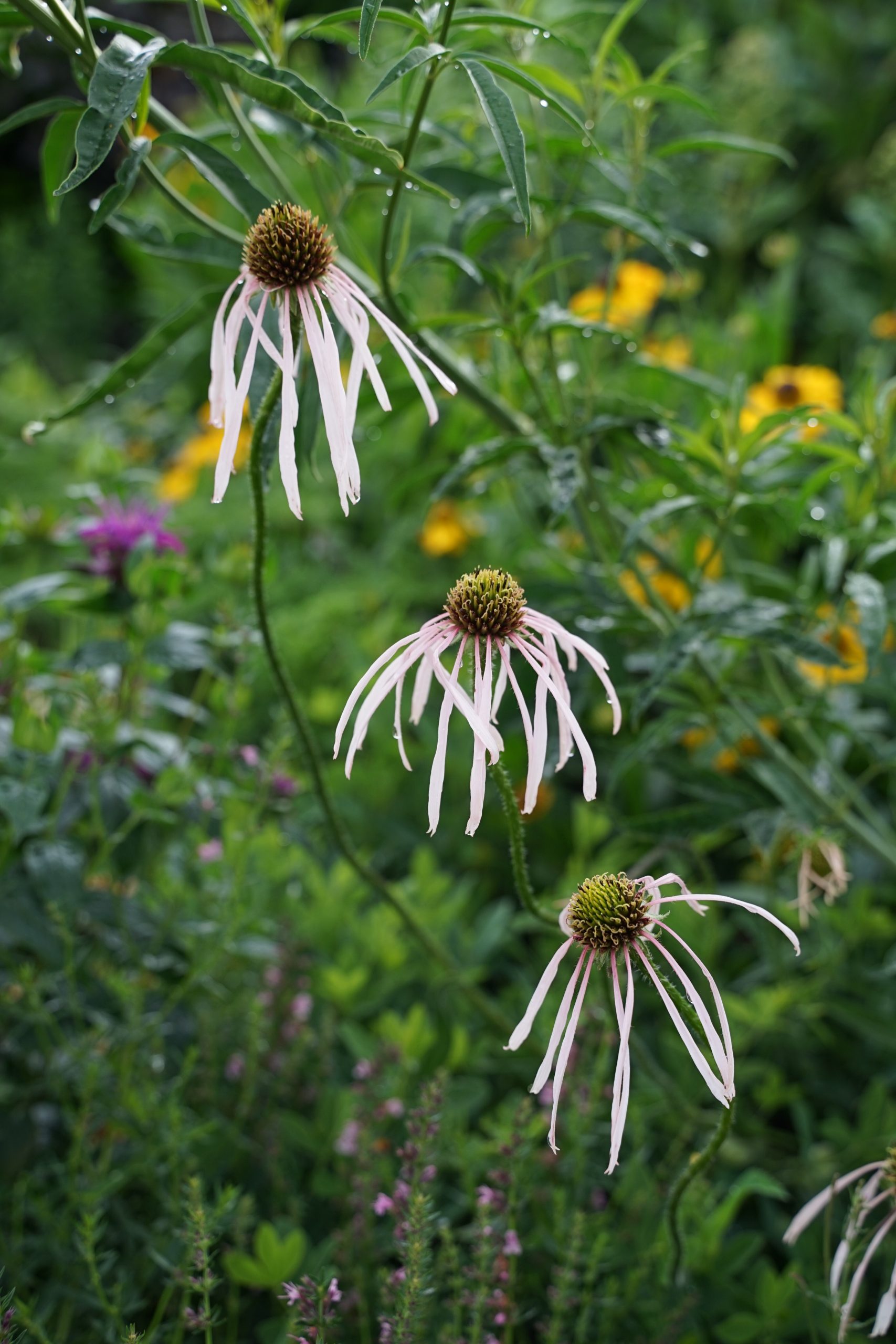 1627_echinacea_pallida_hula_dancer_SS_001.jpeg