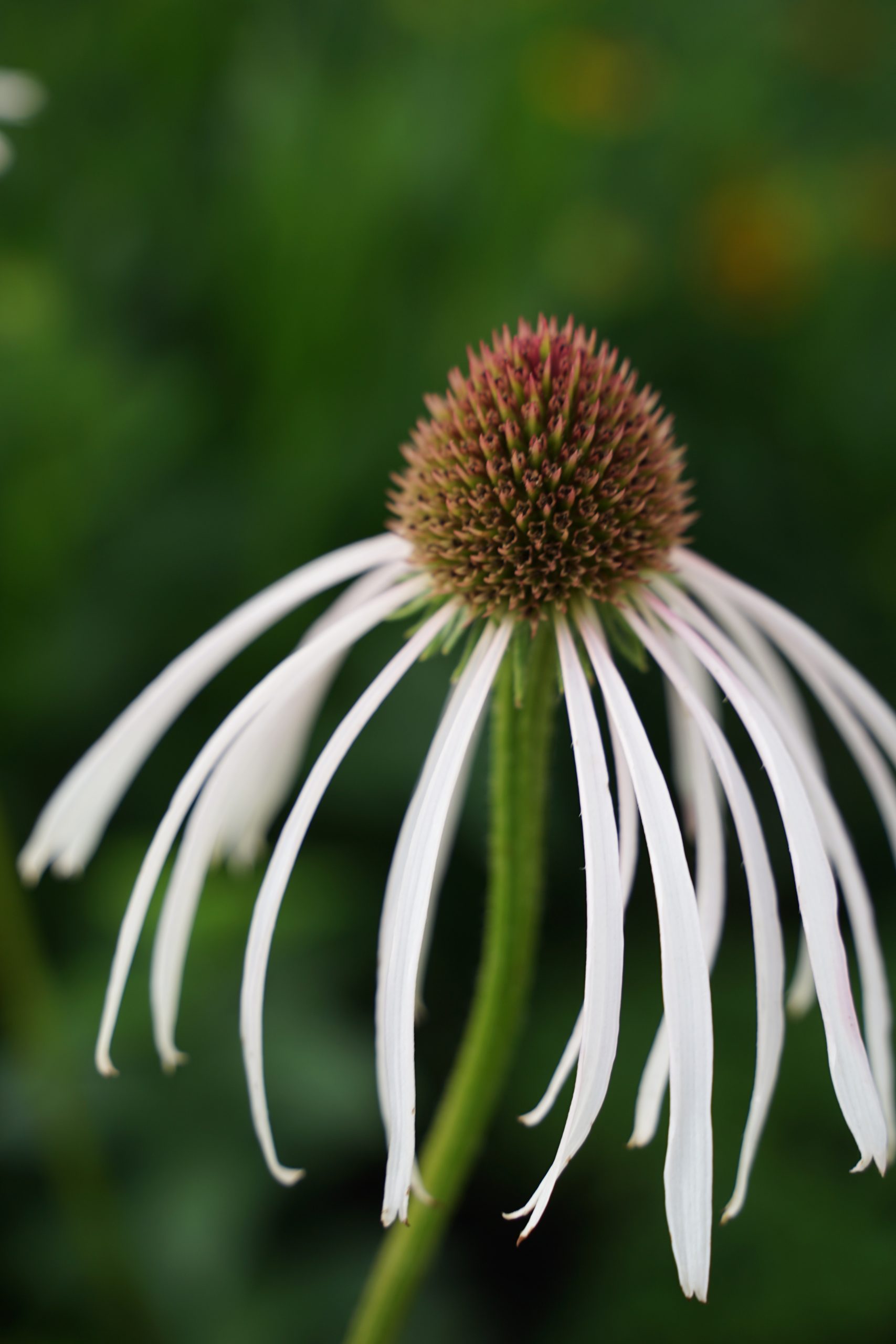 1628_echinacea_pallida_hula_dancer_SS_002.jpeg