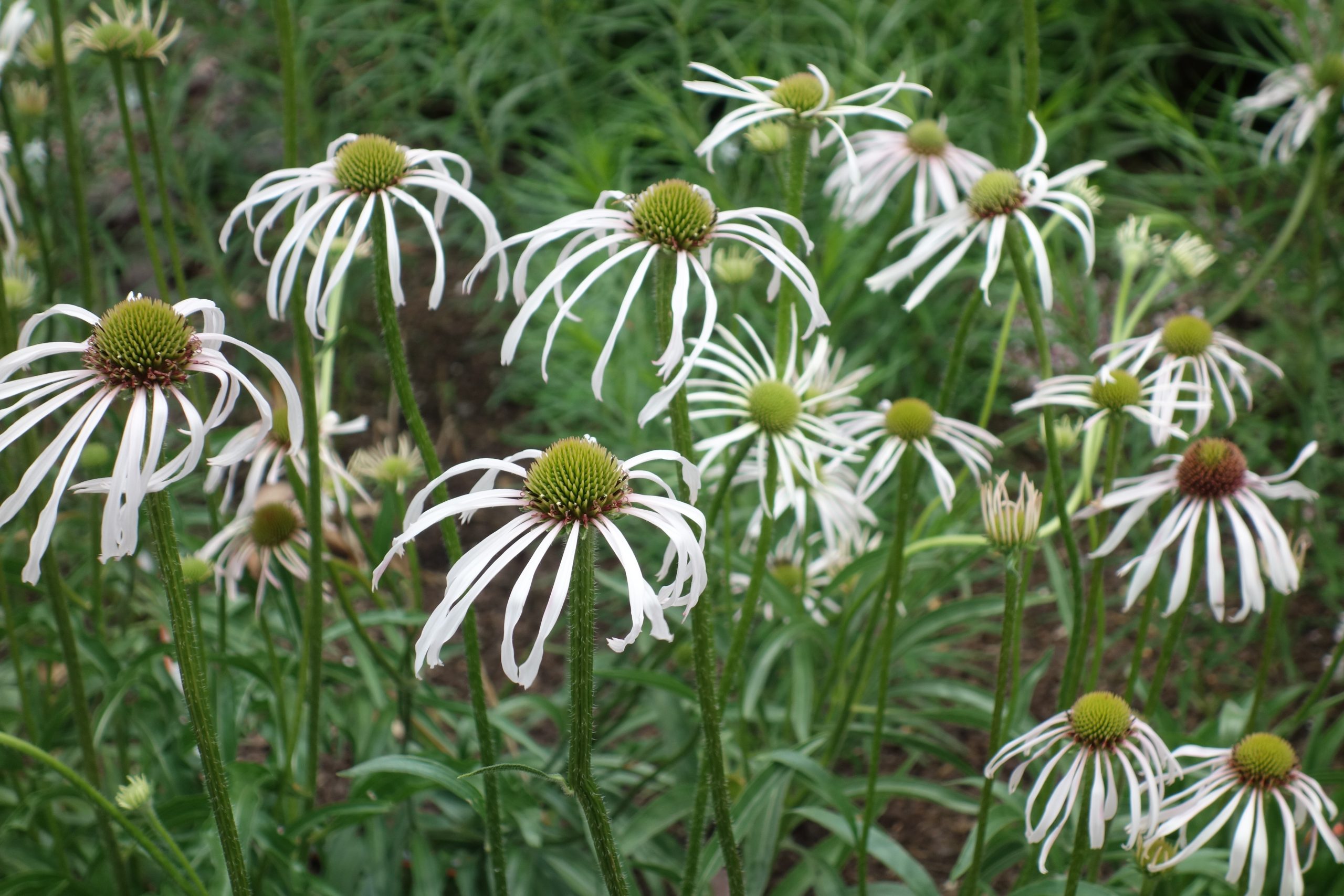 1629_echinacea_pallida_hula_dancer_SS_003.jpeg