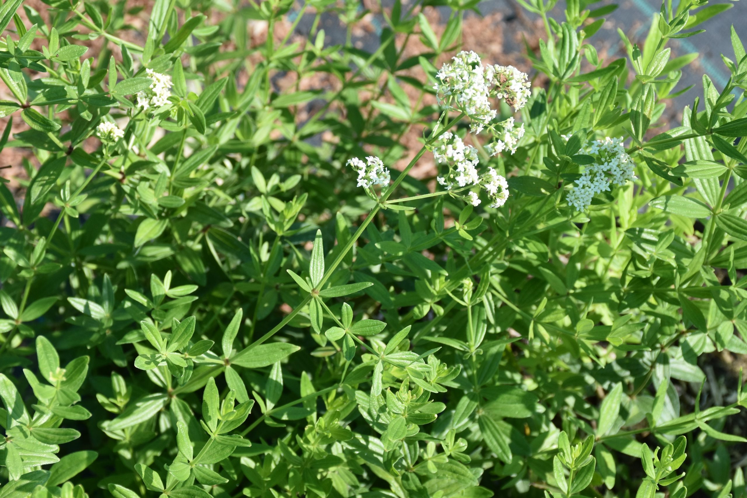 6954_galium_rubioides_XS_001.jpeg