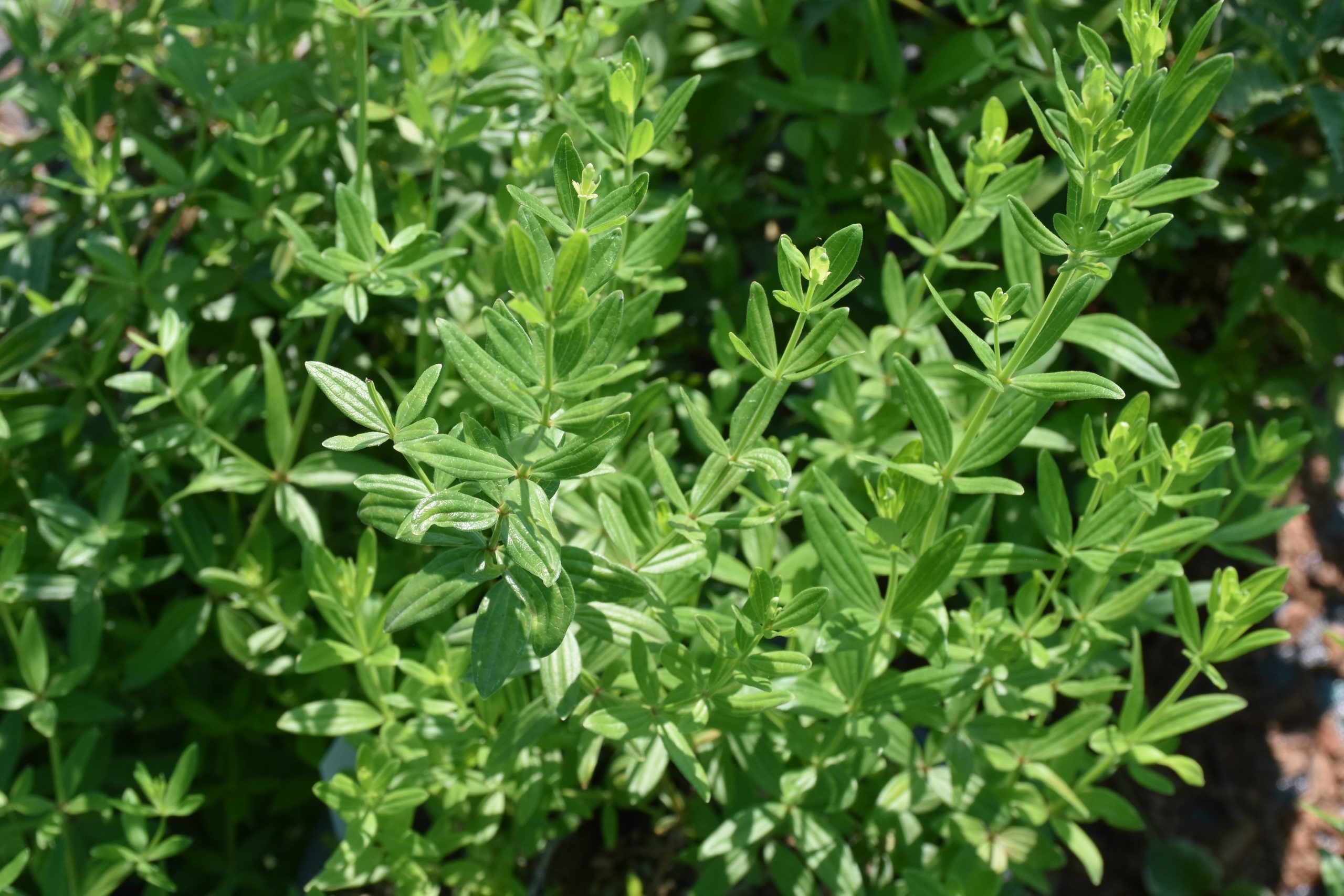 6956_galium_rubioides_XS_003.jpeg