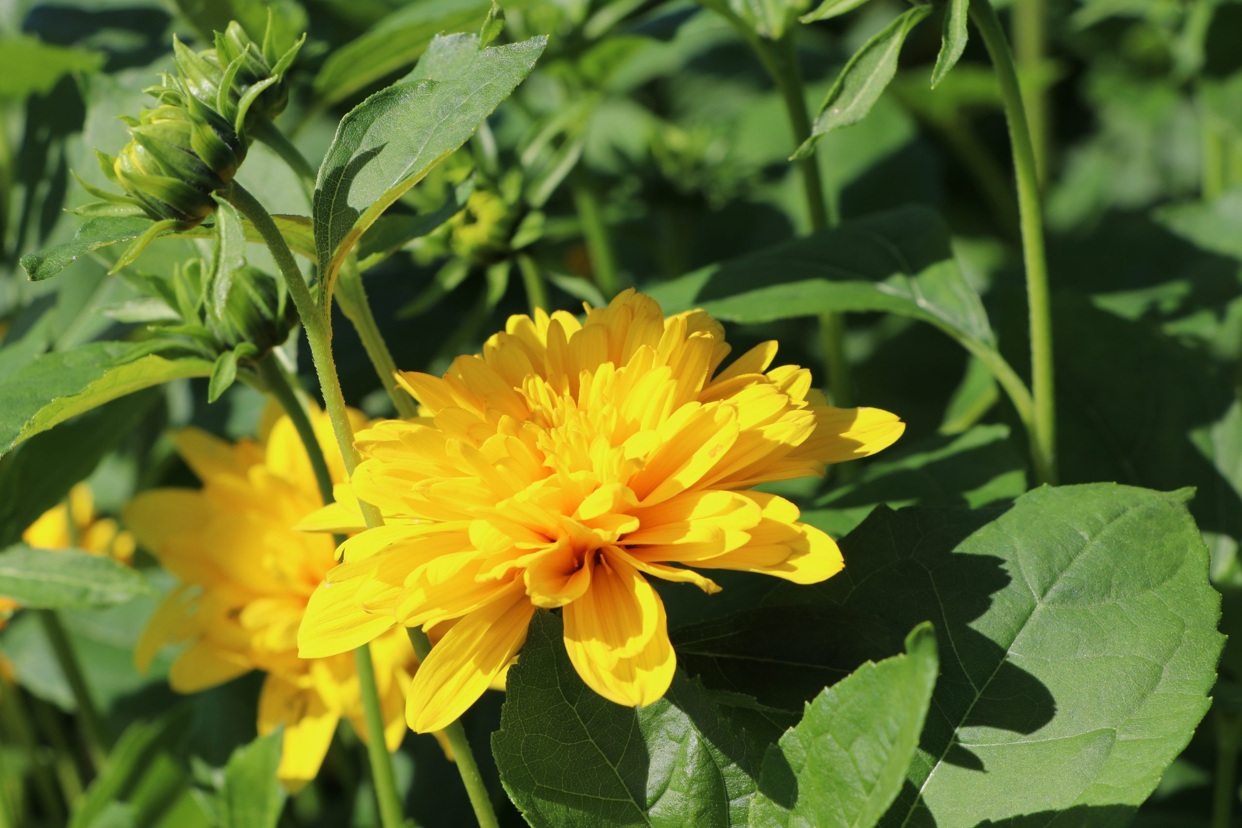 7565_helianthus_decapetalus_soleil_dor_BG_003.jpg
