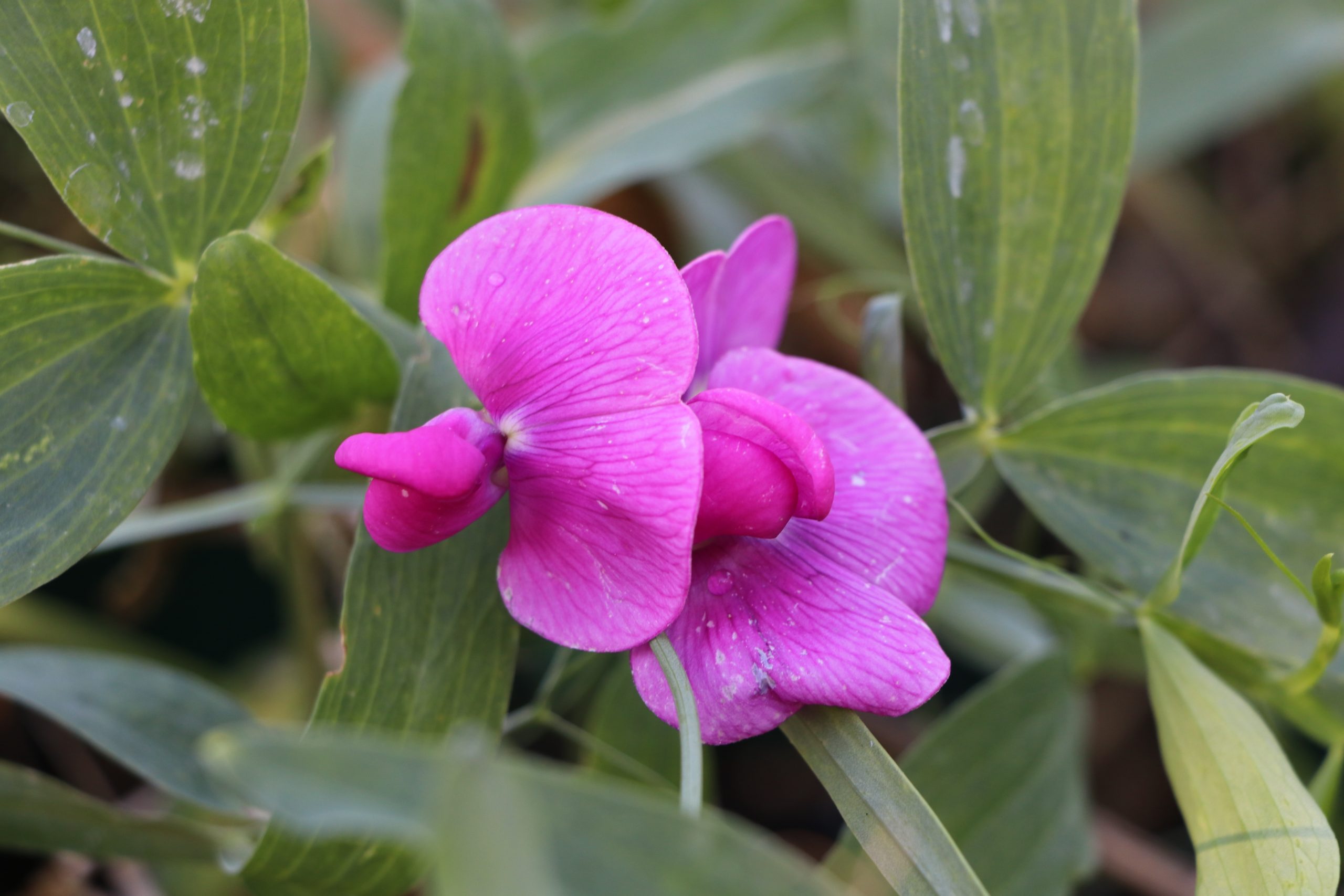 7568_lathyrus_latifolius_rote_perle_BG_001.jpg