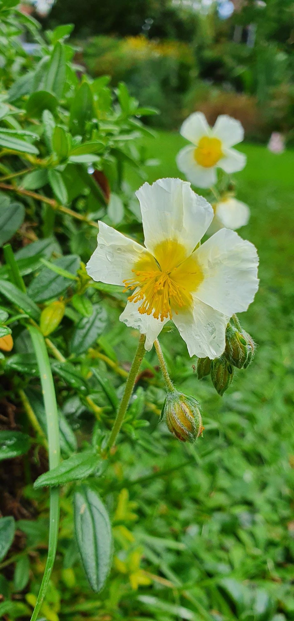 7710_helianthemum_cultorum_wintersonne_XS_002.jpg
