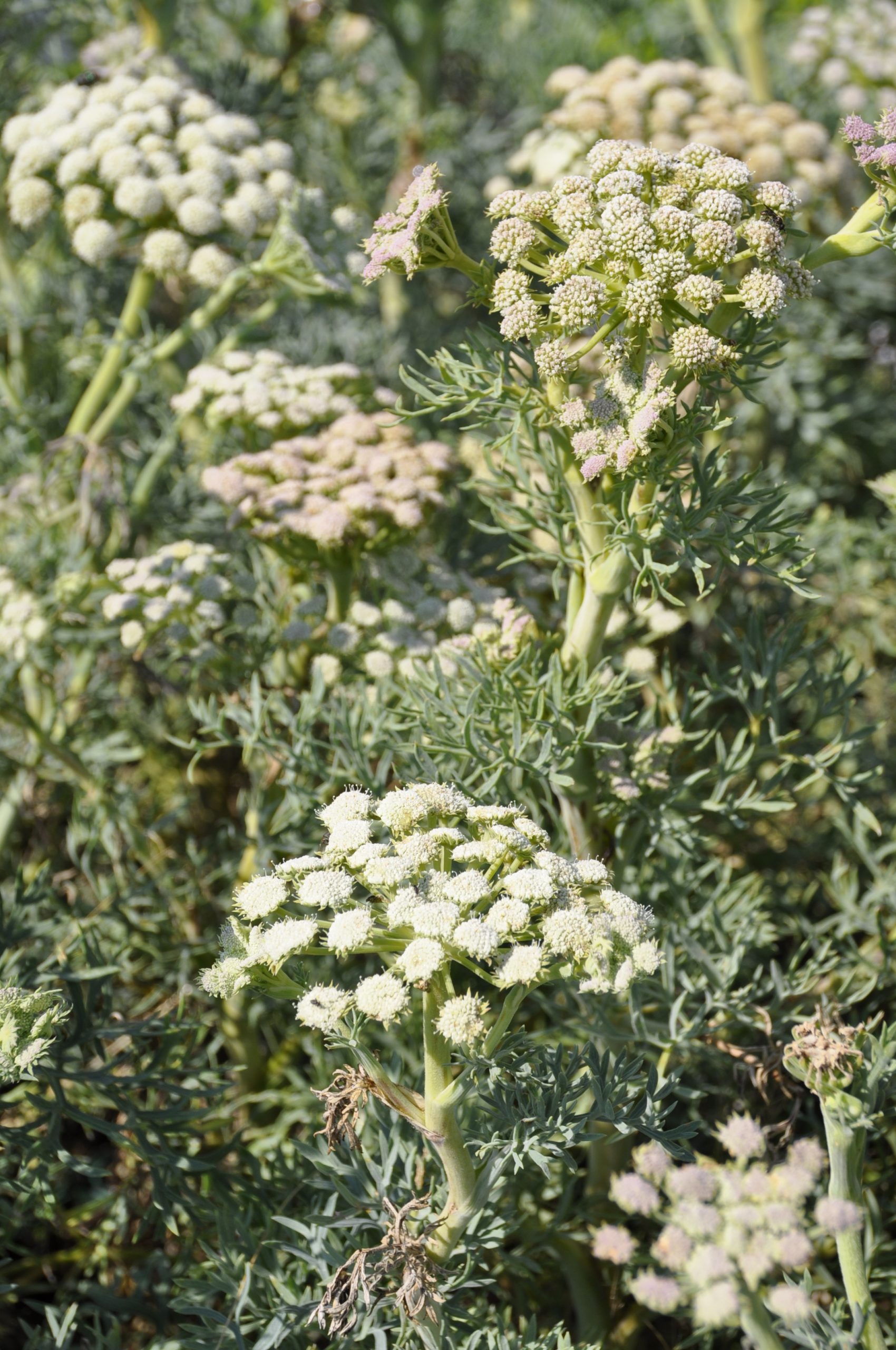 8148_seseli_gummiferum_BG_004.jpg