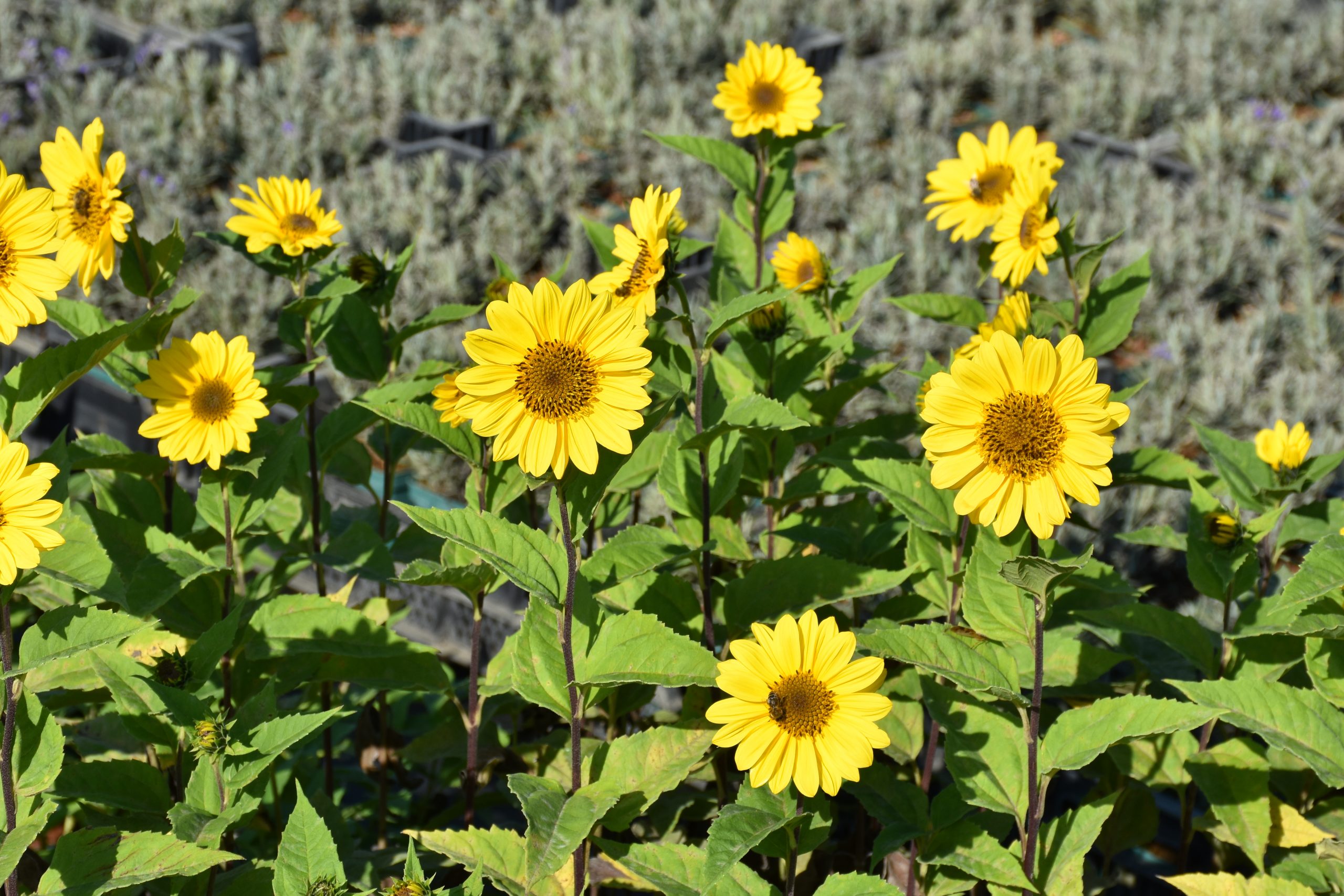 8865_helianthus_multiflorus_triomphe_de_gand_XS_001.jpg