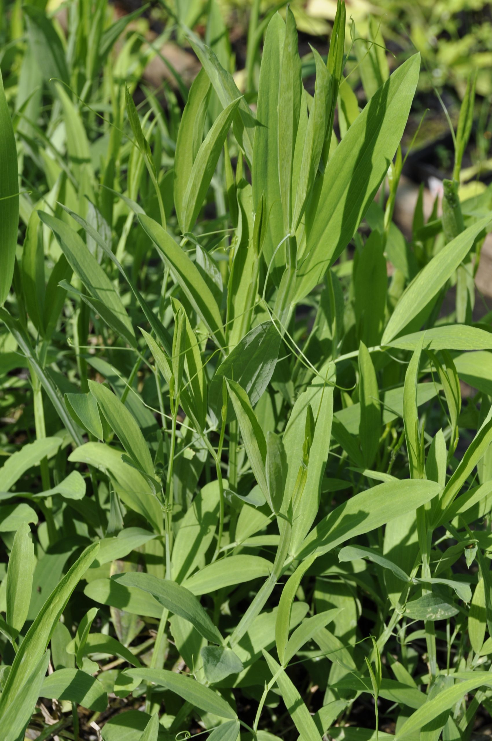 9034_lathyrus_latifolius_rote_perle_BG_002.jpg