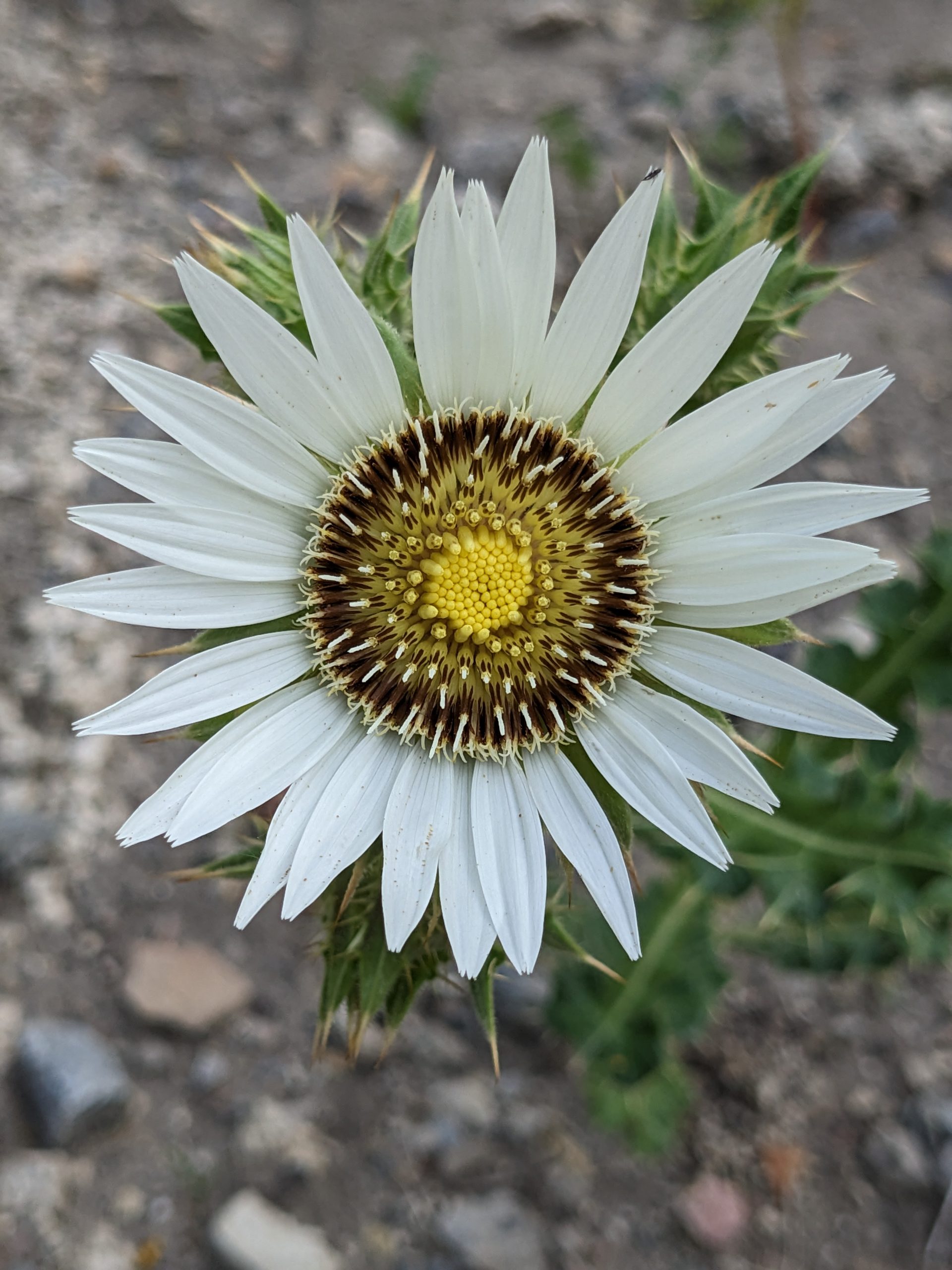 9165_berkheya_cirsiifolia_XS_001.jpg