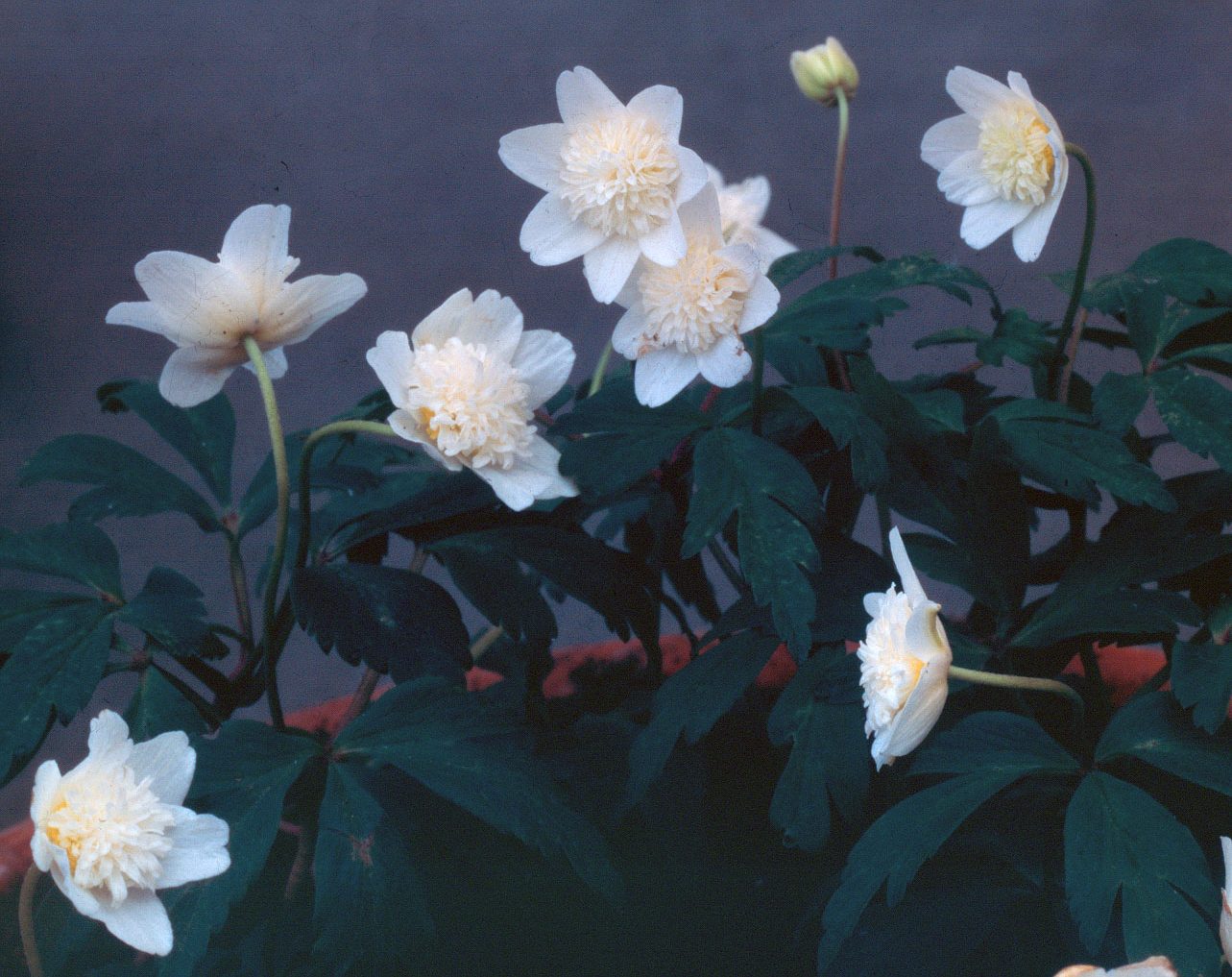 9383_anemone_nemorosa_vestal_ZK_002.jpg