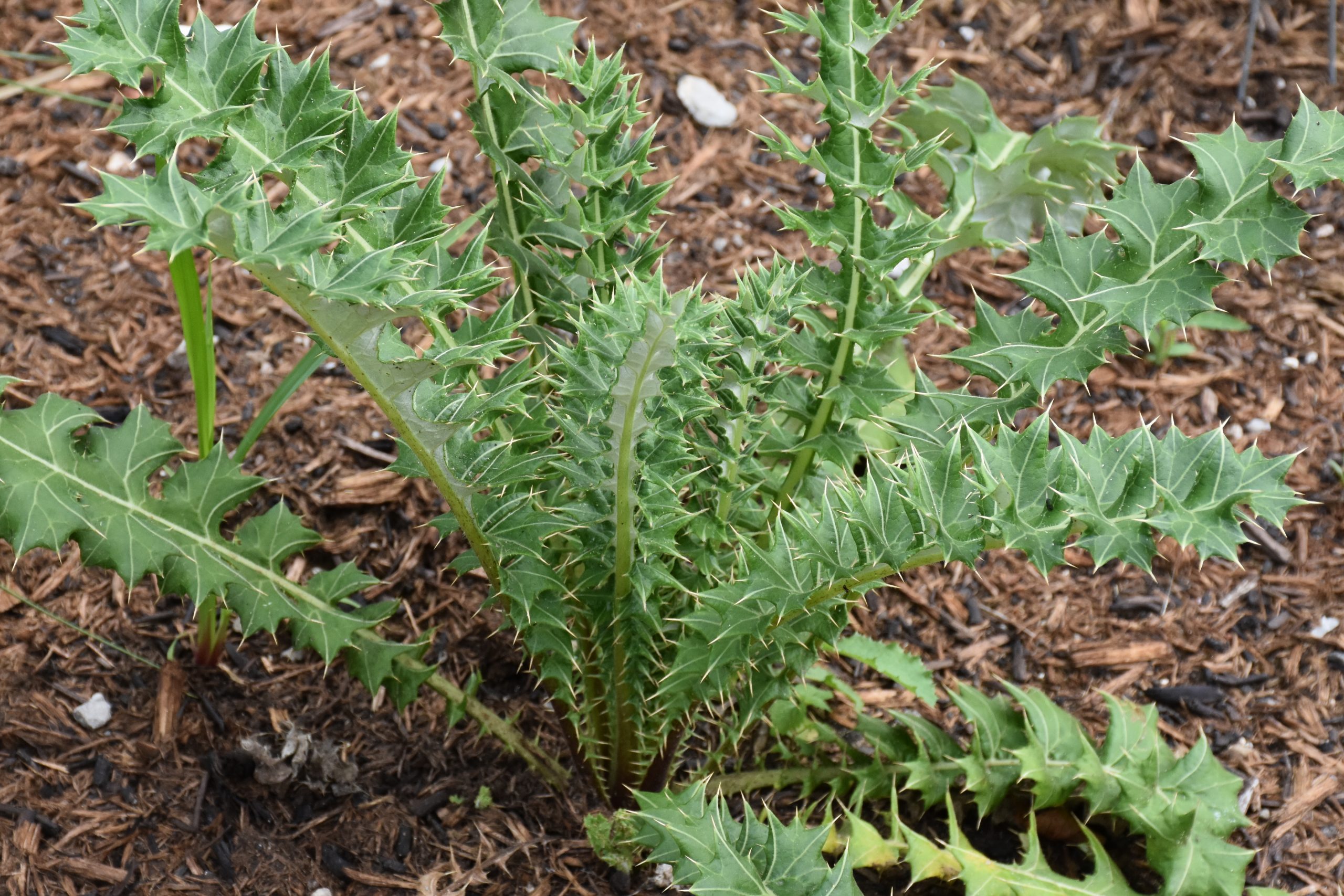 9629_berkheya_cirsiifolia_XS_002.jpg