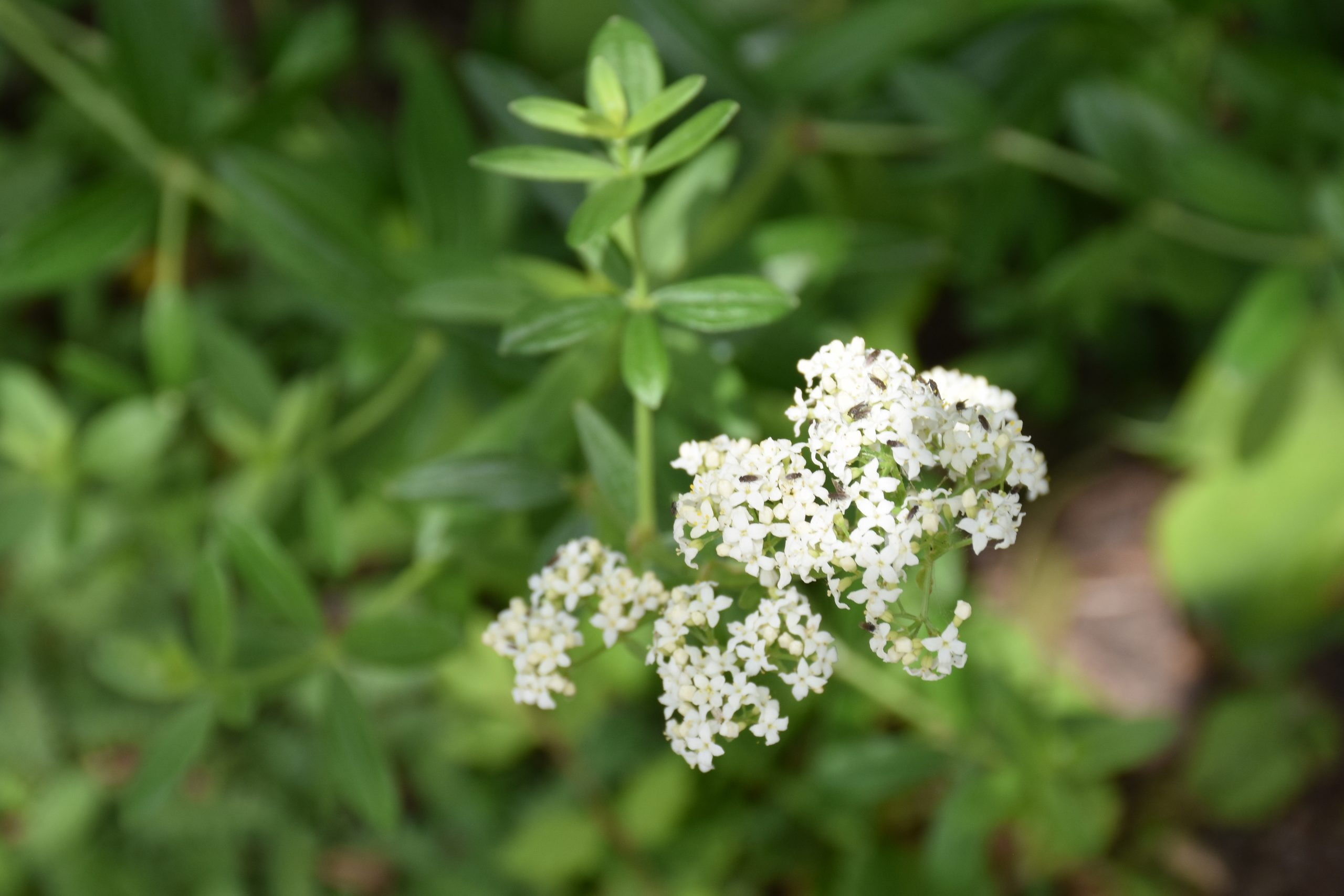 9637_galium_rubioides_XS_004.jpg
