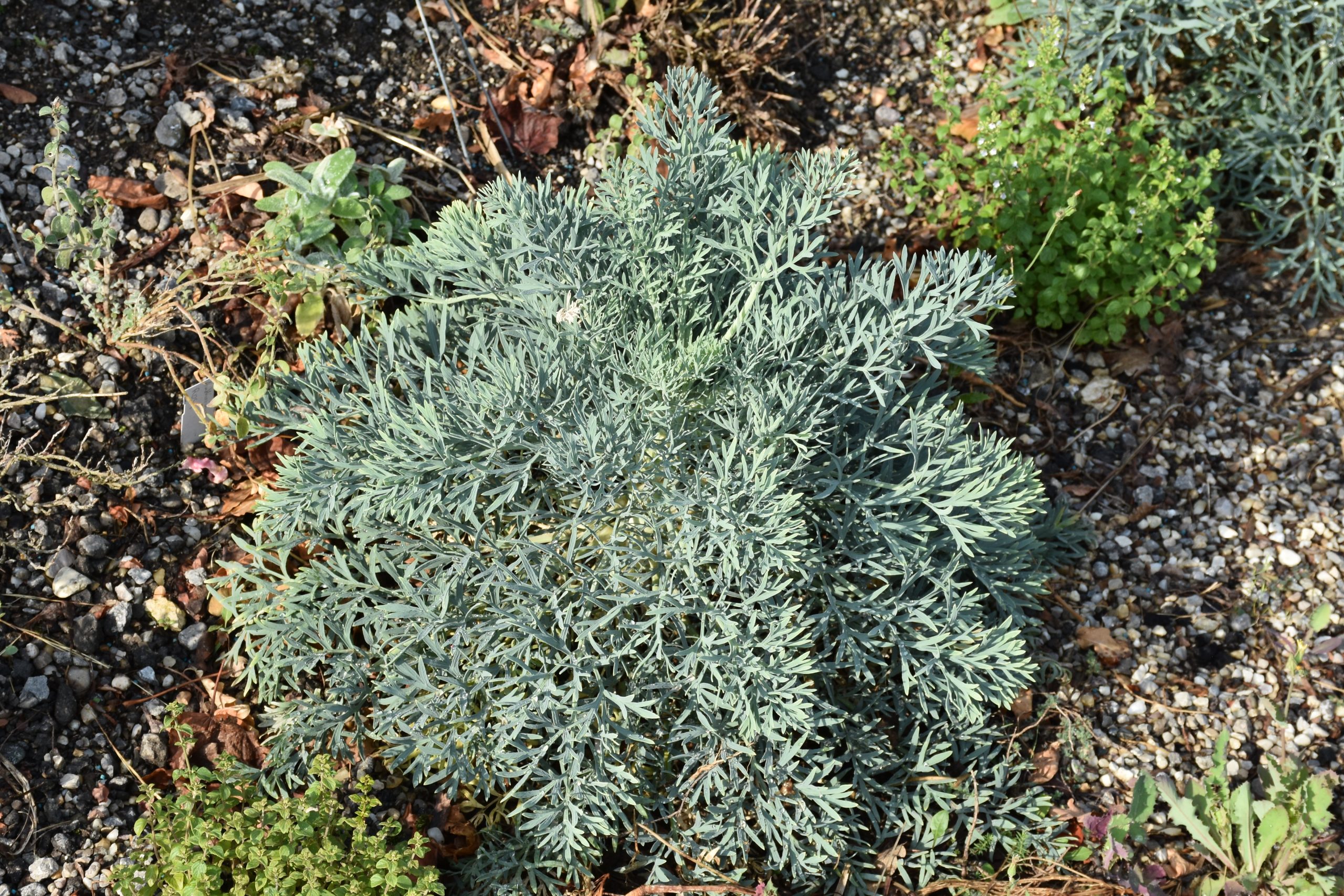 9791_seseli_gummiferum_XS_005.jpg