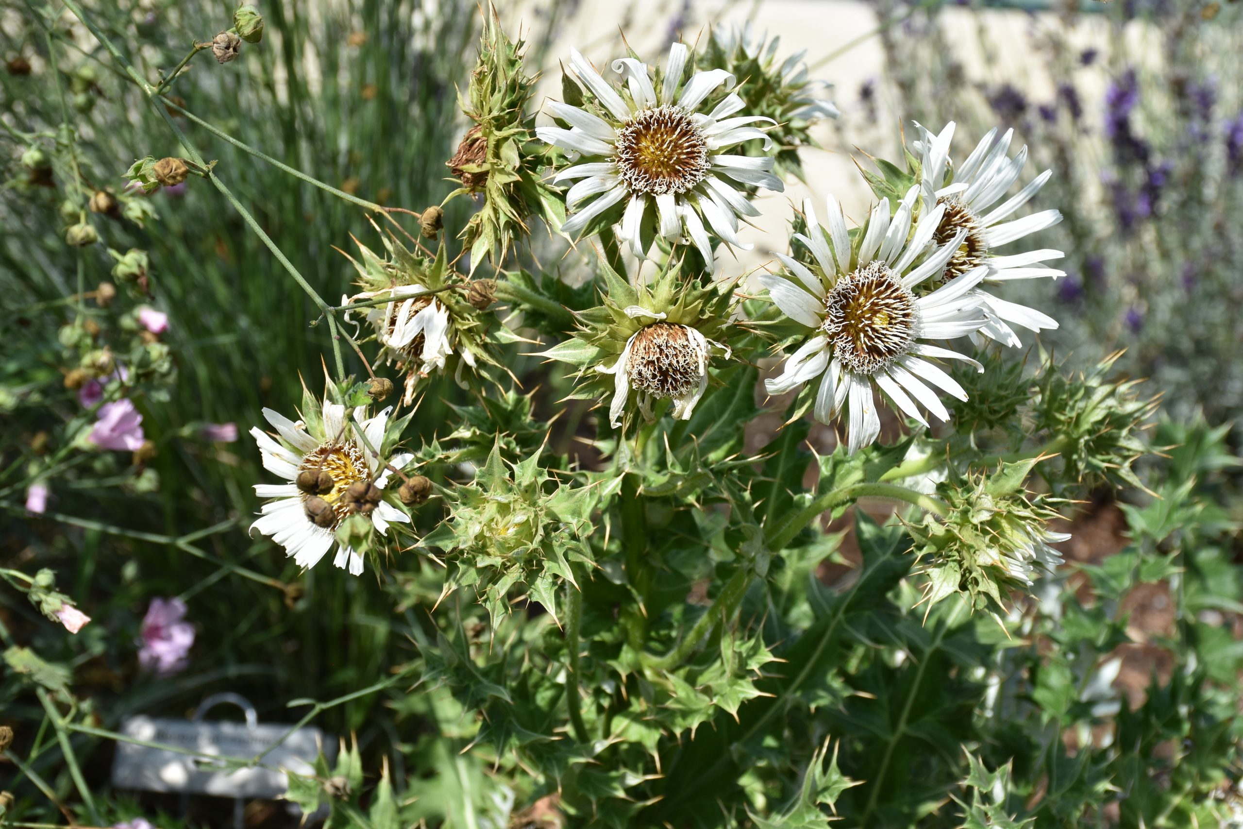 9972_berkheya_cirsiifolia_XS_003.jpg