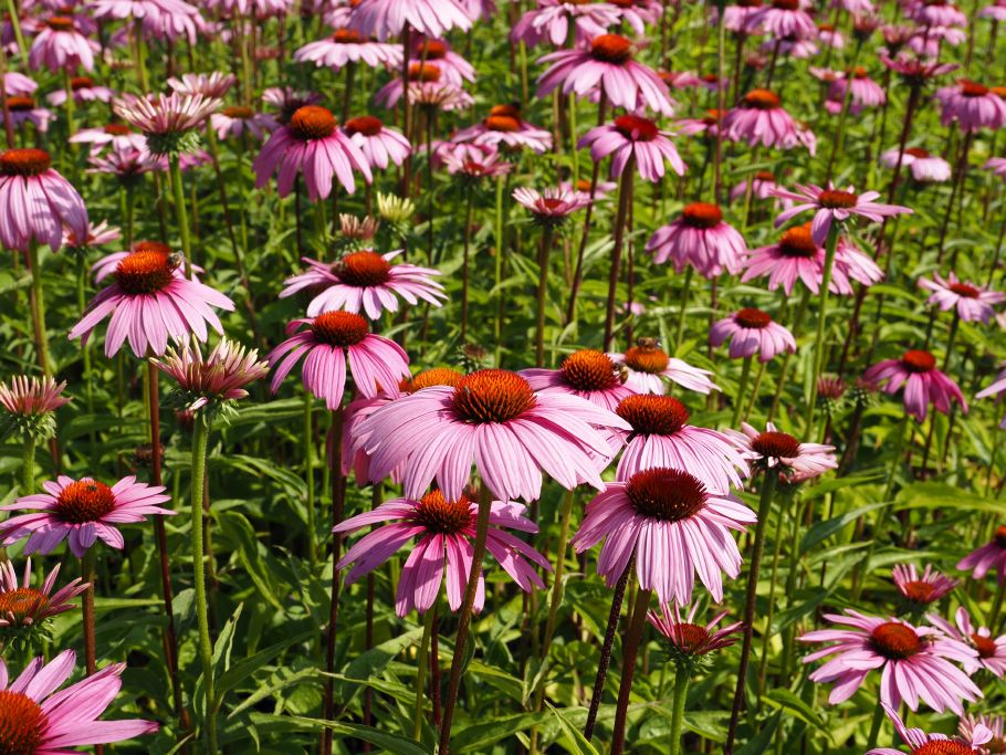 Pink Paradise, Wädenswil – Bild 2