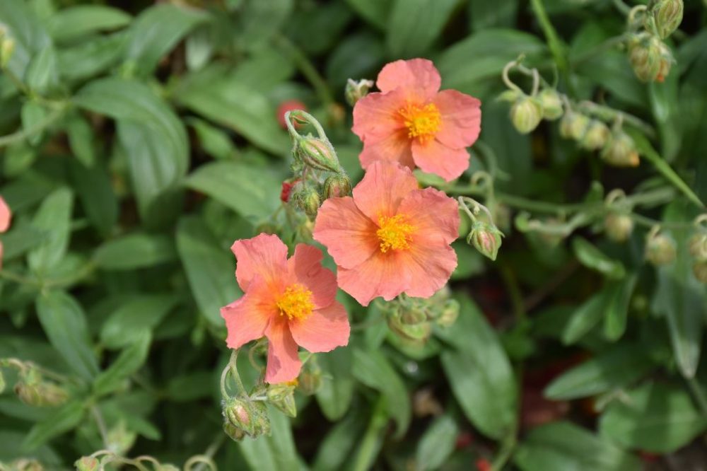 Helianthemum x cult. 'Granite Guava'
