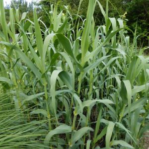 Arundo donax