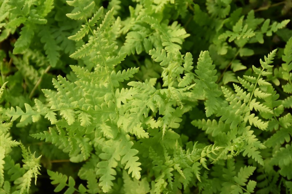 P4867_2.jpg