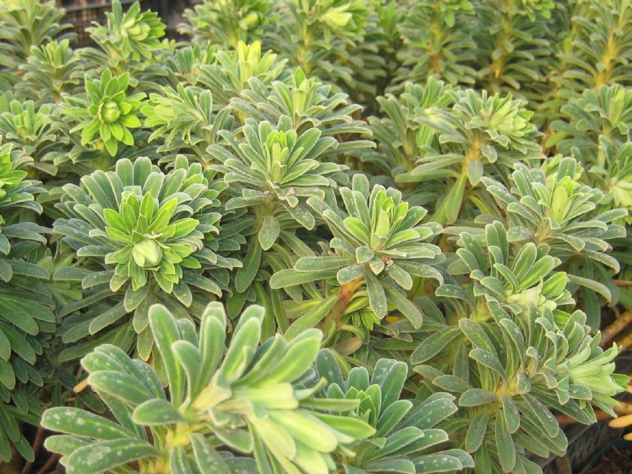 P60260_1.jpg