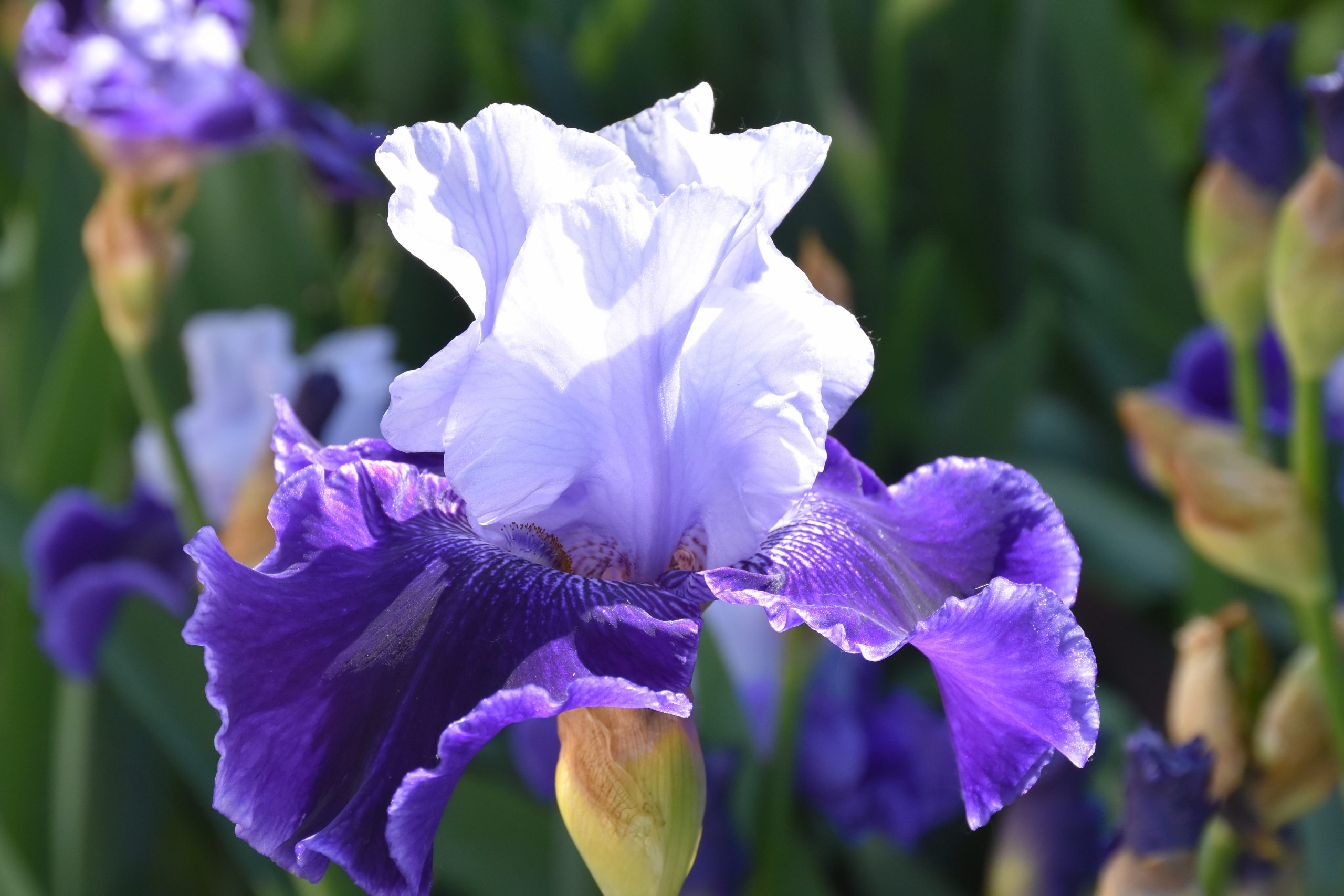 11815_iris_barbata_elatior_world_premier_XS_002.jpg