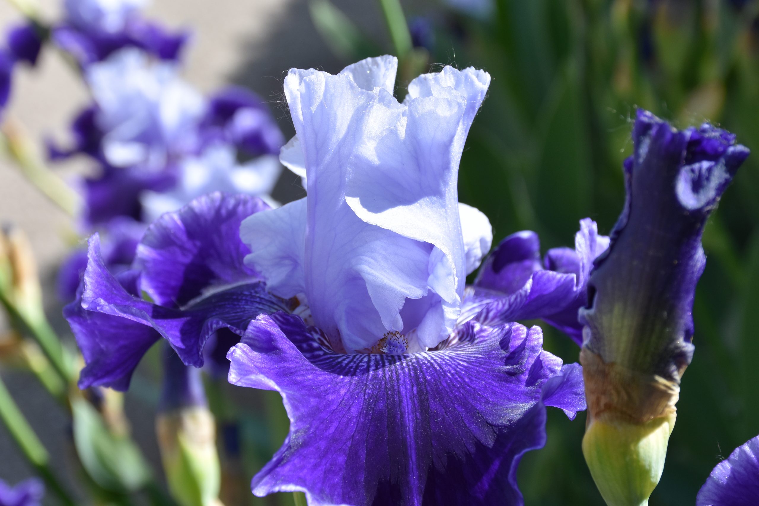 11816_iris_barbata_elatior_world_premier_XS_003.jpg
