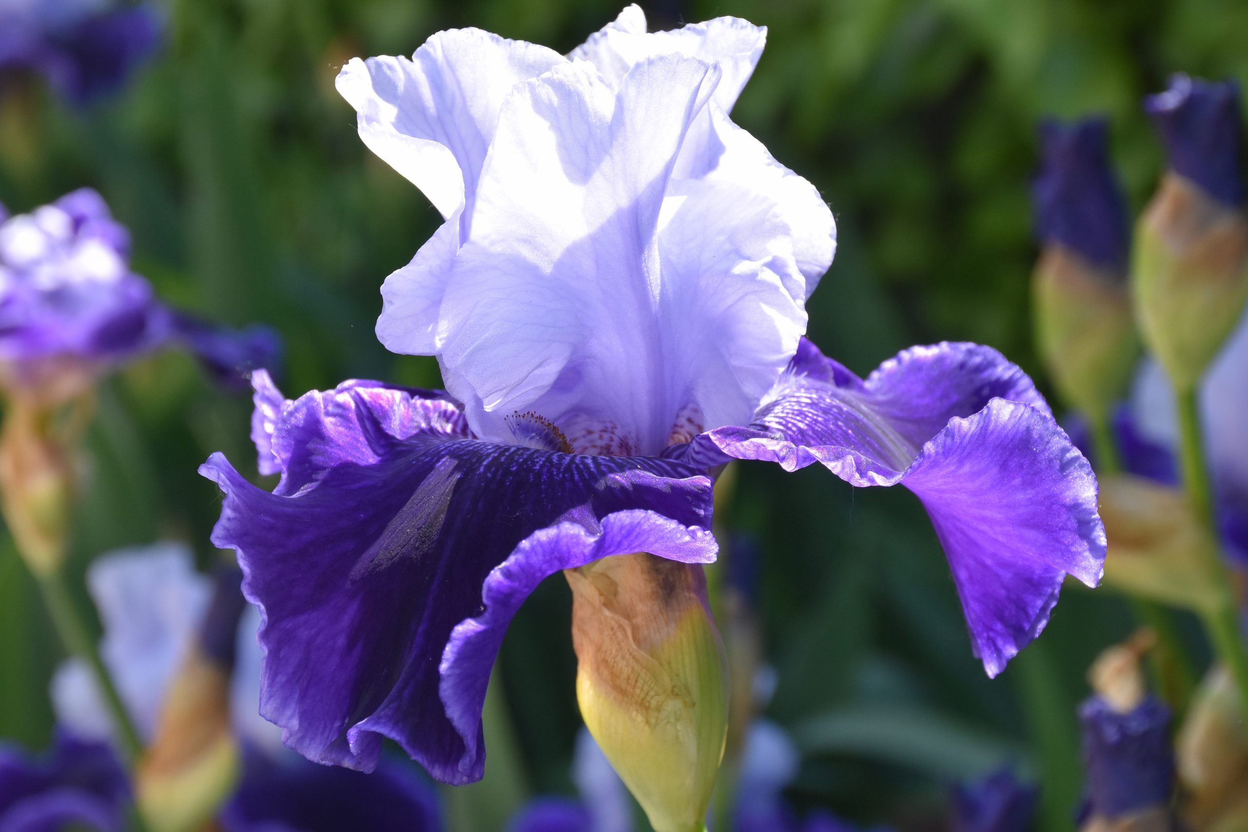 11817_iris_barbata_elatior_world_premier_XS_004.jpg