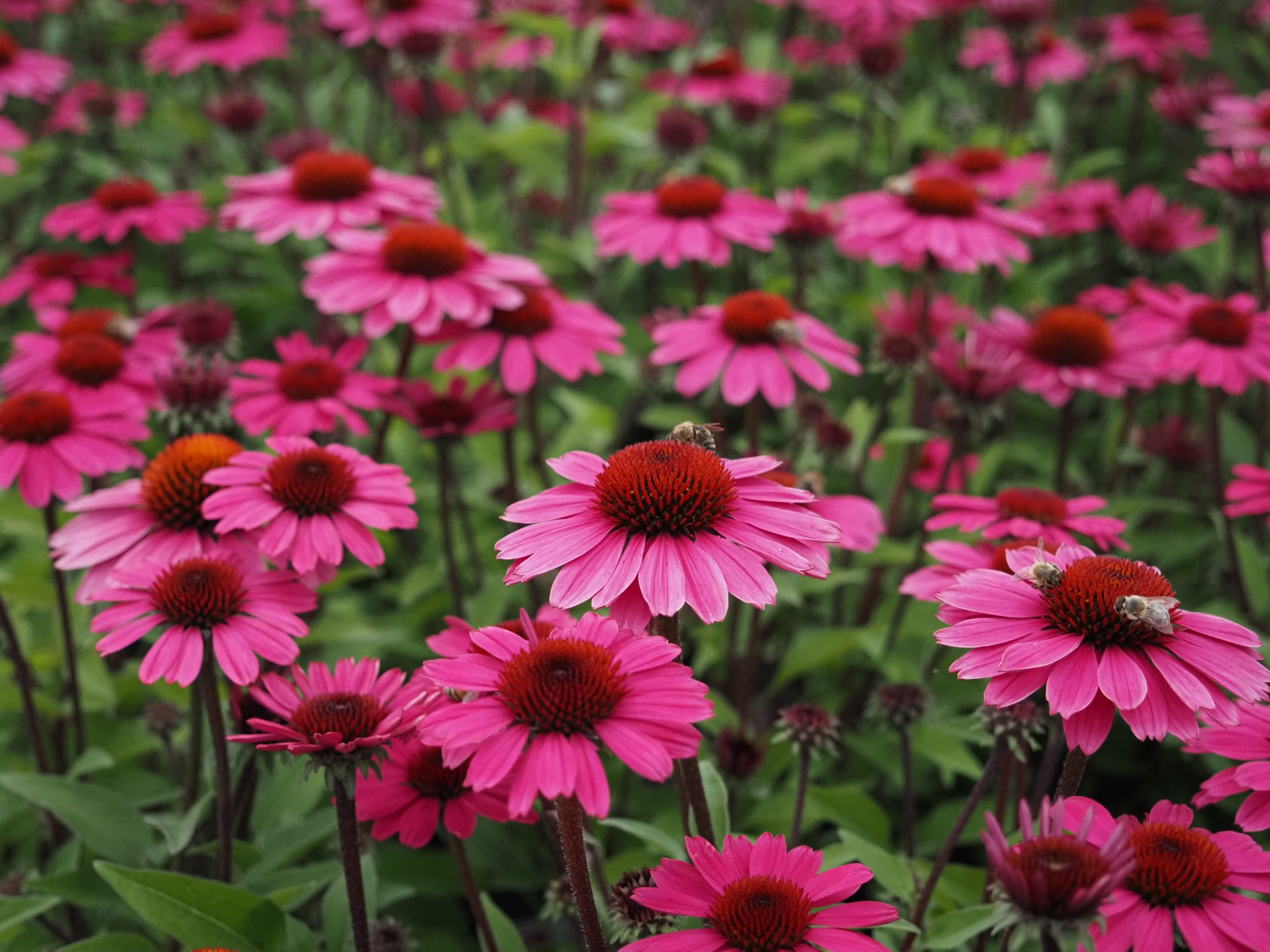 13370_echinacea_sunseekers_pink_BG_005.jpg