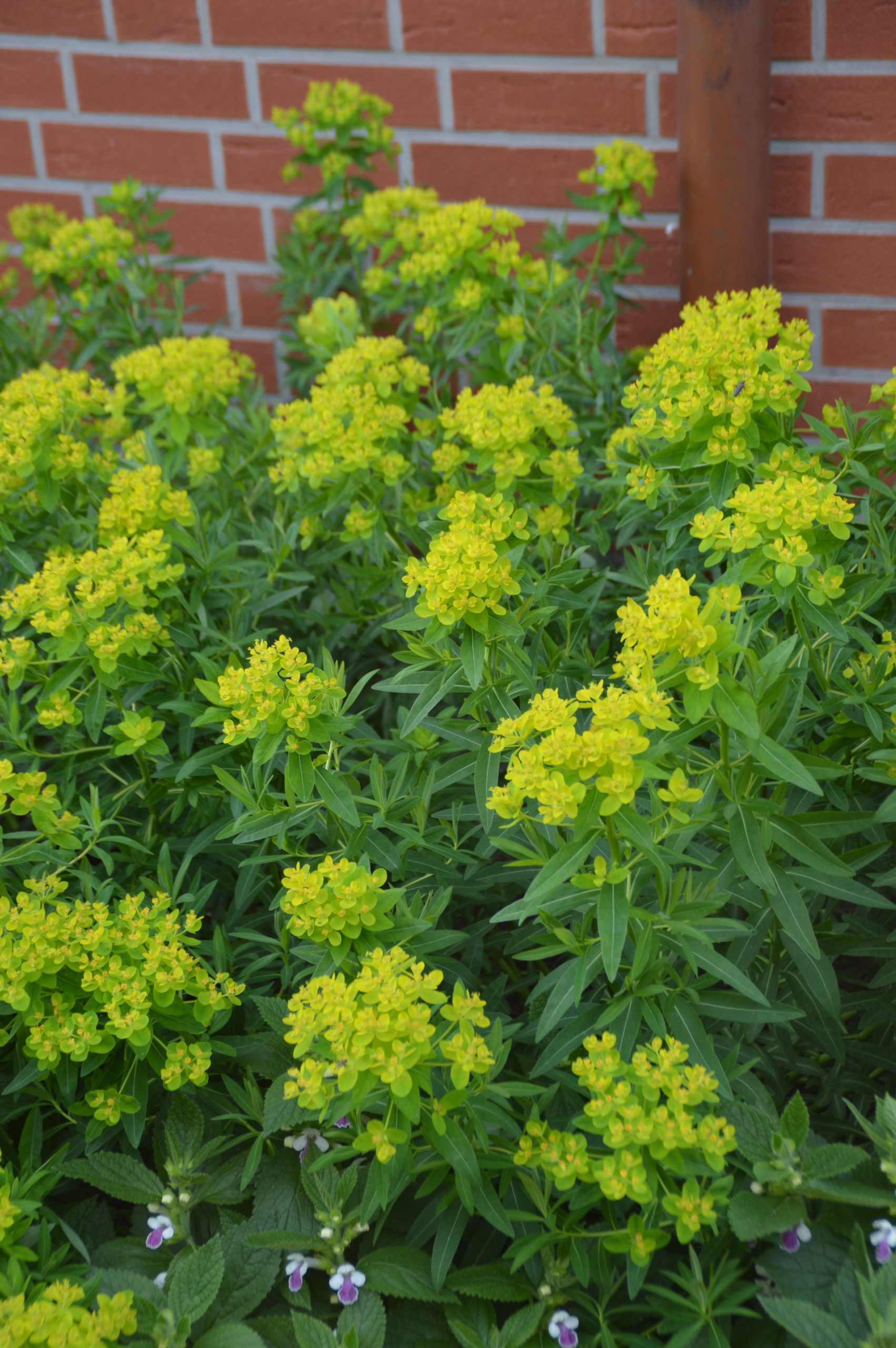 1908_euphorbia_palustris_teichlaterne_SS_001.jpeg