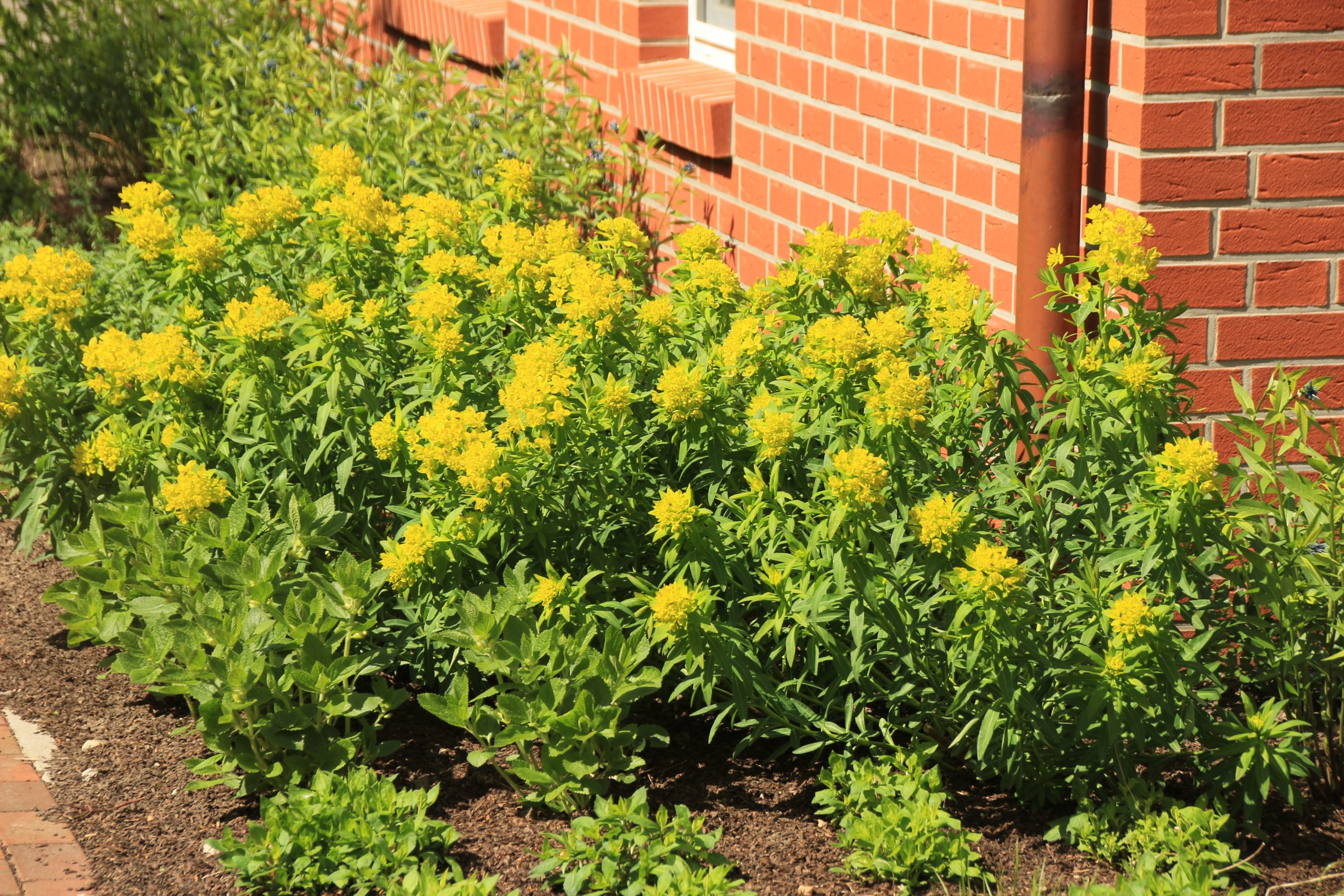 1909_euphorbia_palustris_teichlaterne_SS_002.jpeg