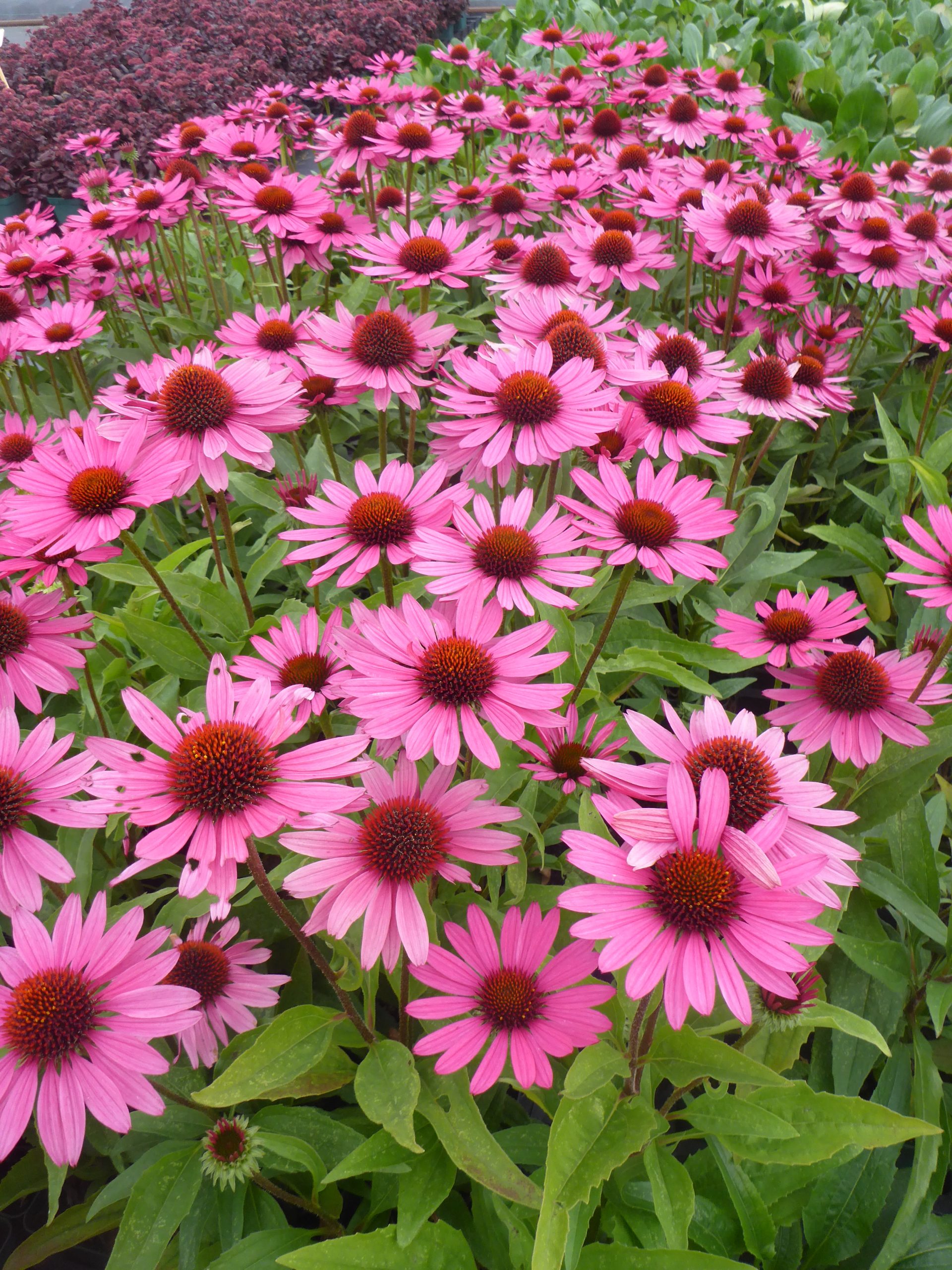 5219_echinacea_purpurea_sunseekers_pink_SS_001.jpeg